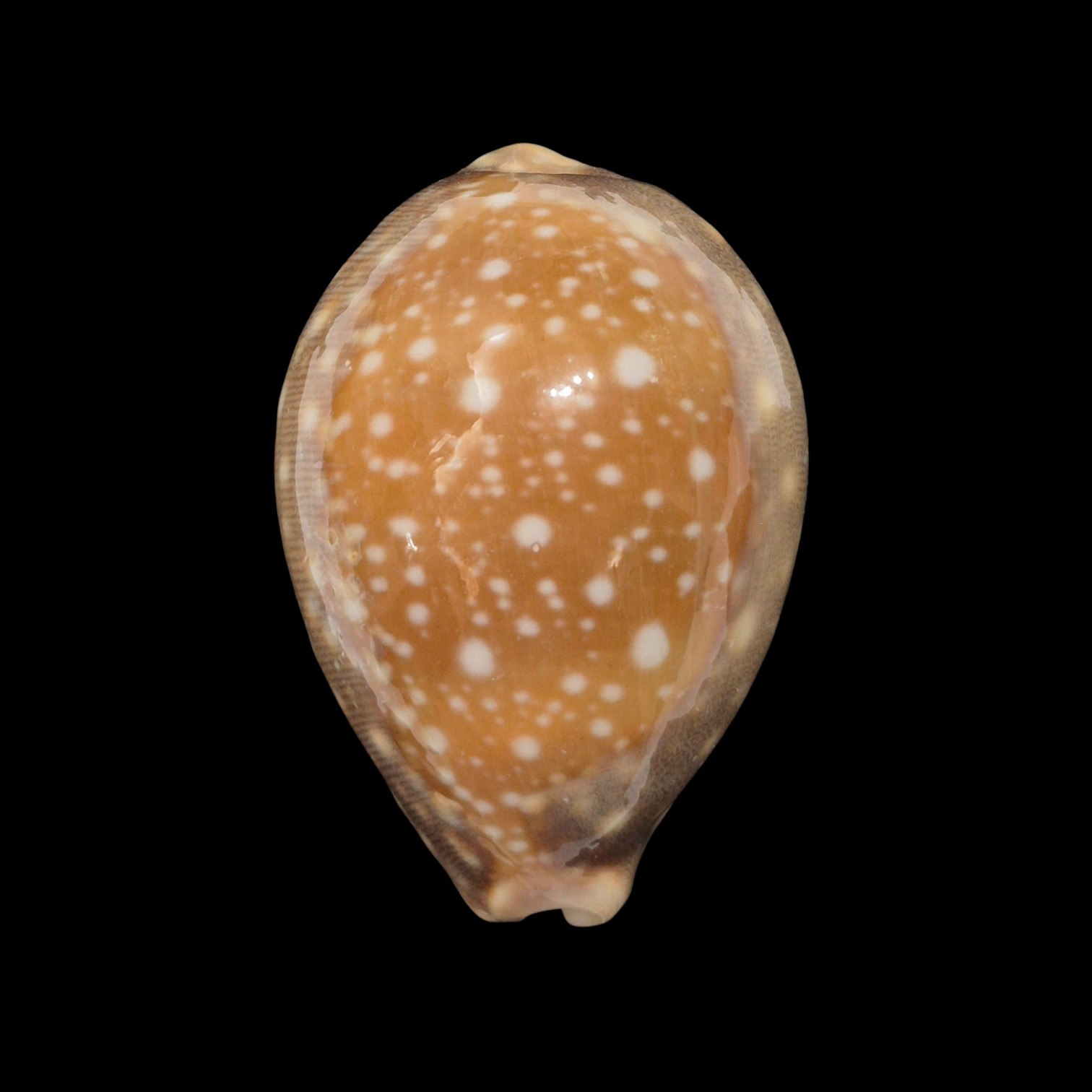 BC486 Lyncina vitellus - FROM HAWAII