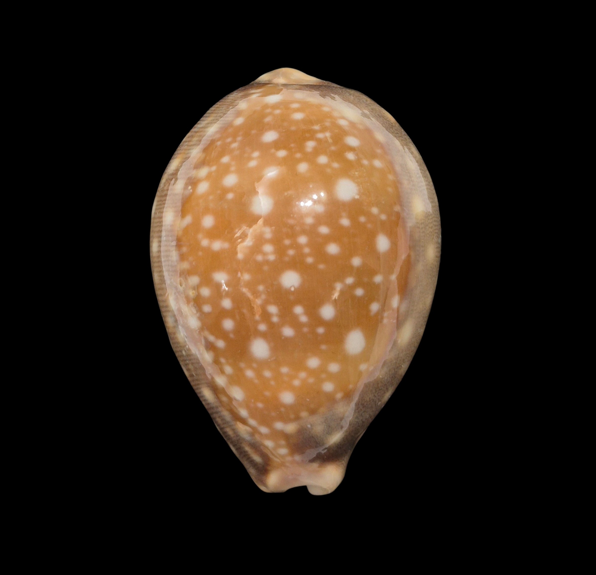 BC486 Lyncina vitellus - FROM HAWAII - Image 4