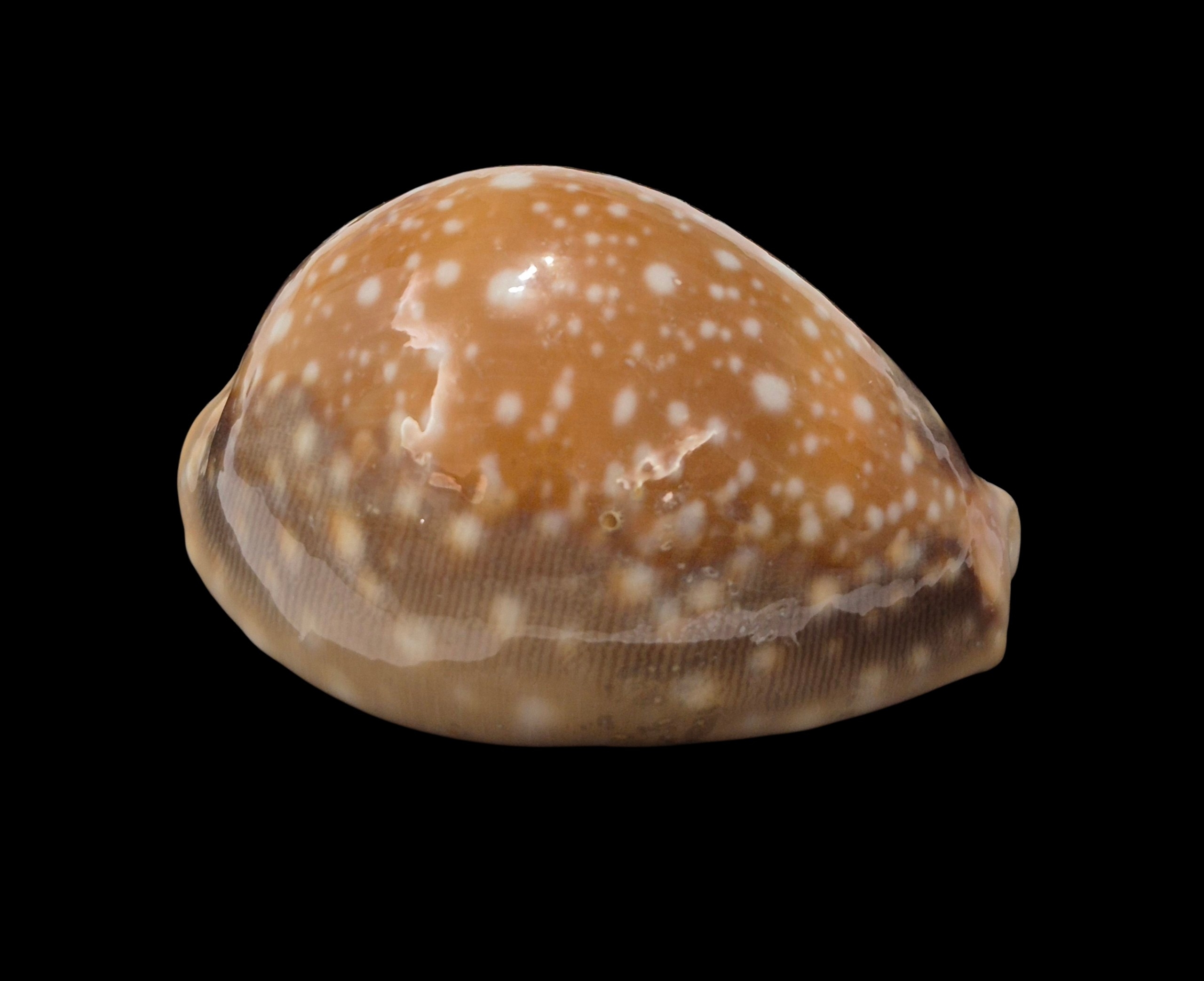 BC486 Lyncina vitellus - FROM HAWAII - Image 2