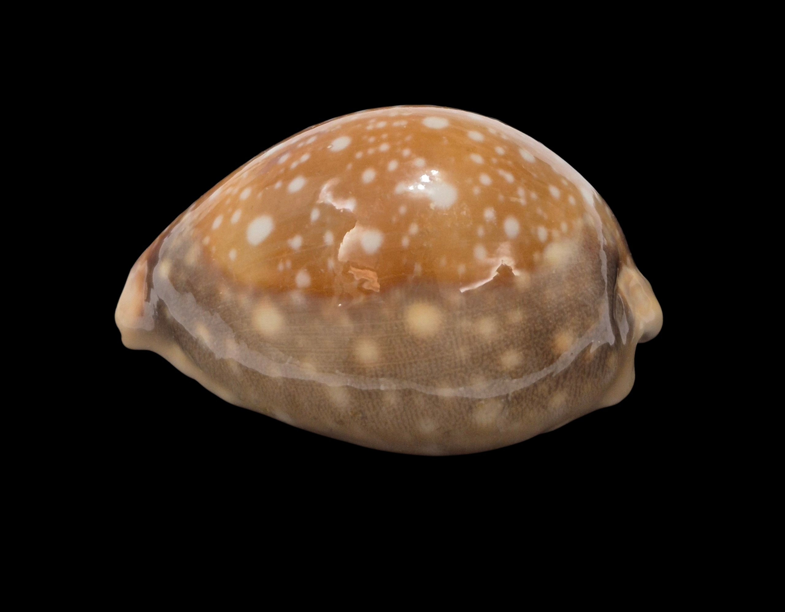 BC486 Lyncina vitellus - FROM HAWAII - Image 3