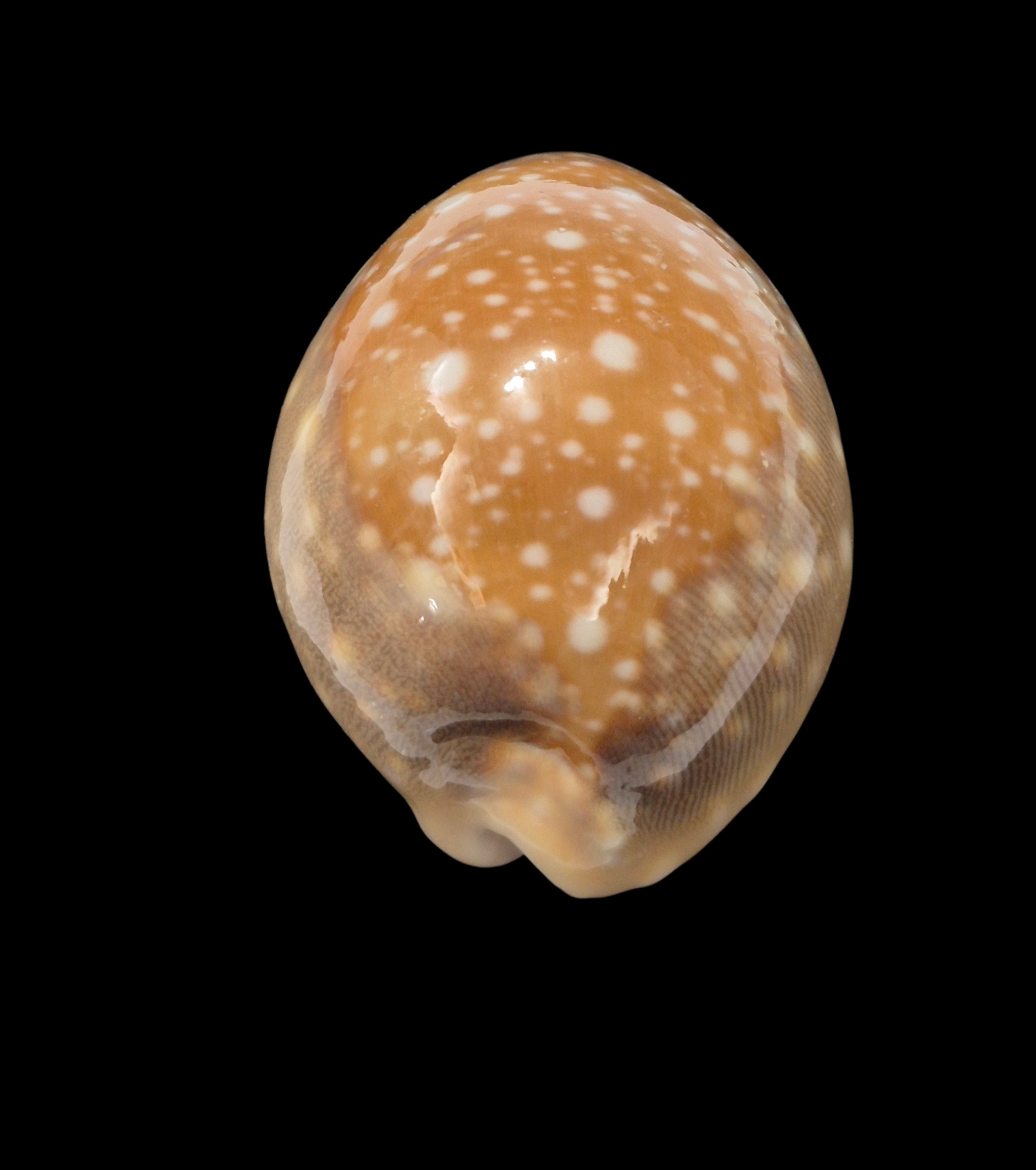 BC486 Lyncina vitellus - FROM HAWAII - Image 6