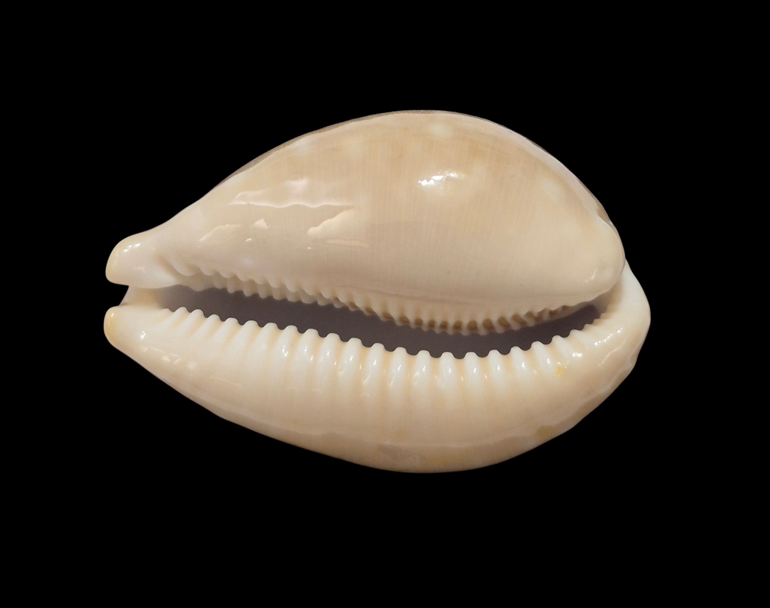 BC486 Lyncina vitellus - FROM HAWAII - Image 5