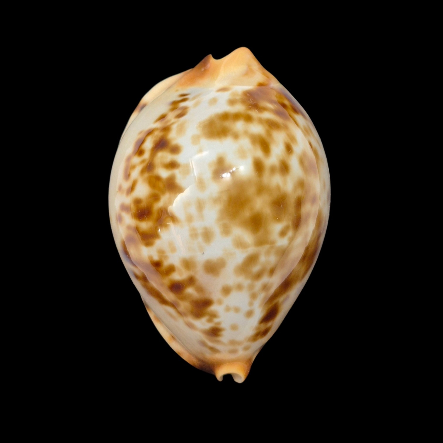 BC489 Zoila jeaniana "specie" - AWESOME COLORS - Image 2