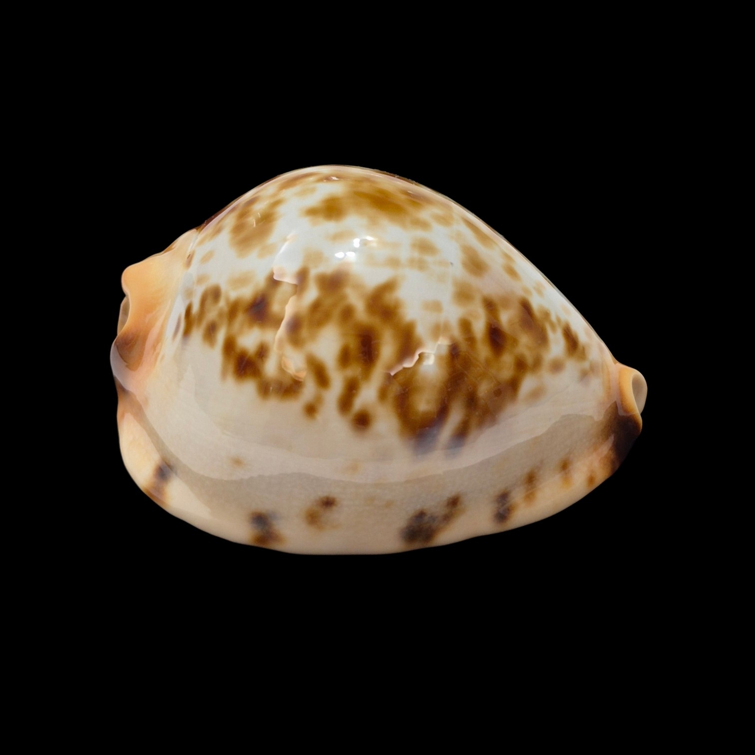 BC489 Zoila jeaniana "specie" - AWESOME COLORS