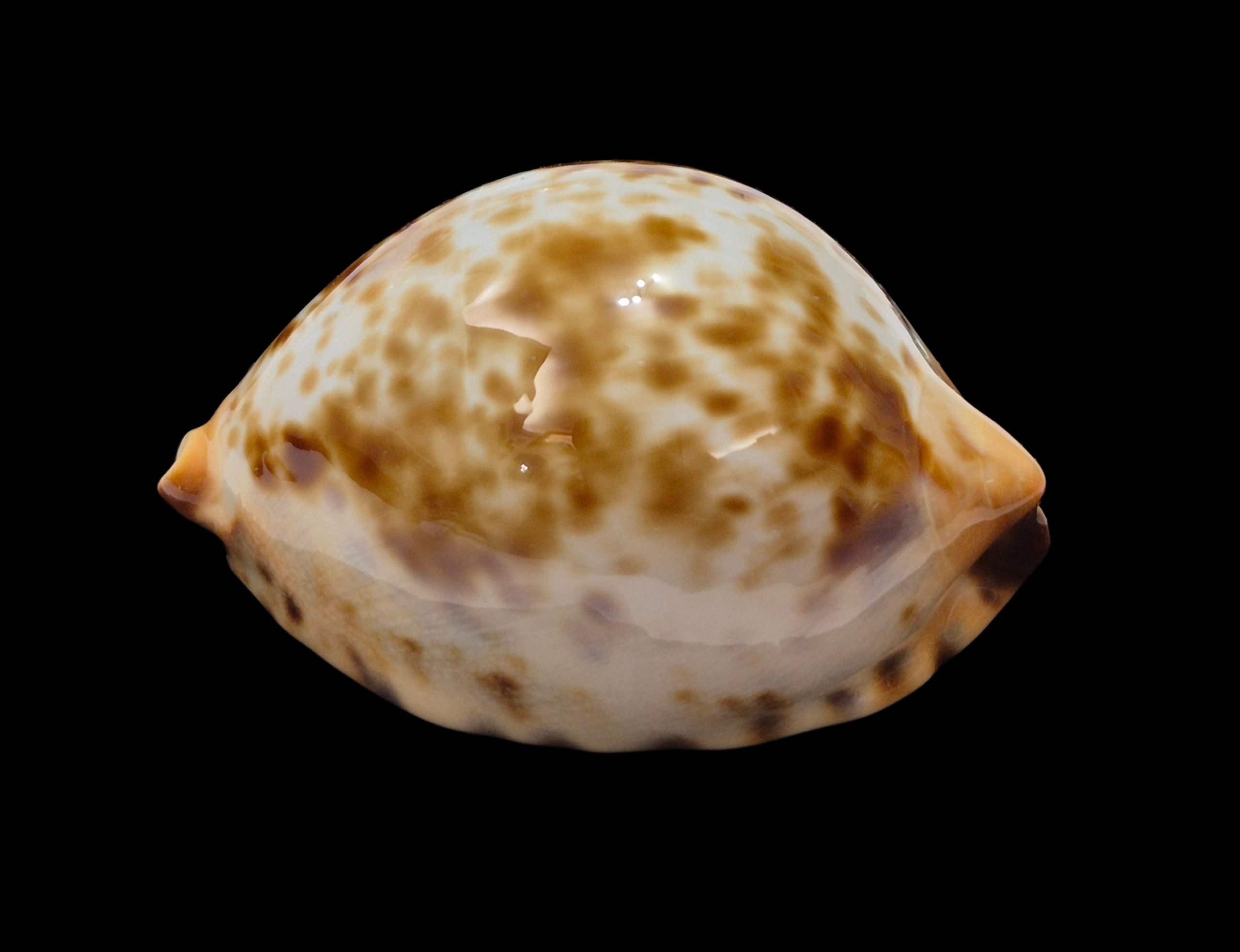 BC489 Zoila jeaniana "specie" - AWESOME COLORS - Image 3