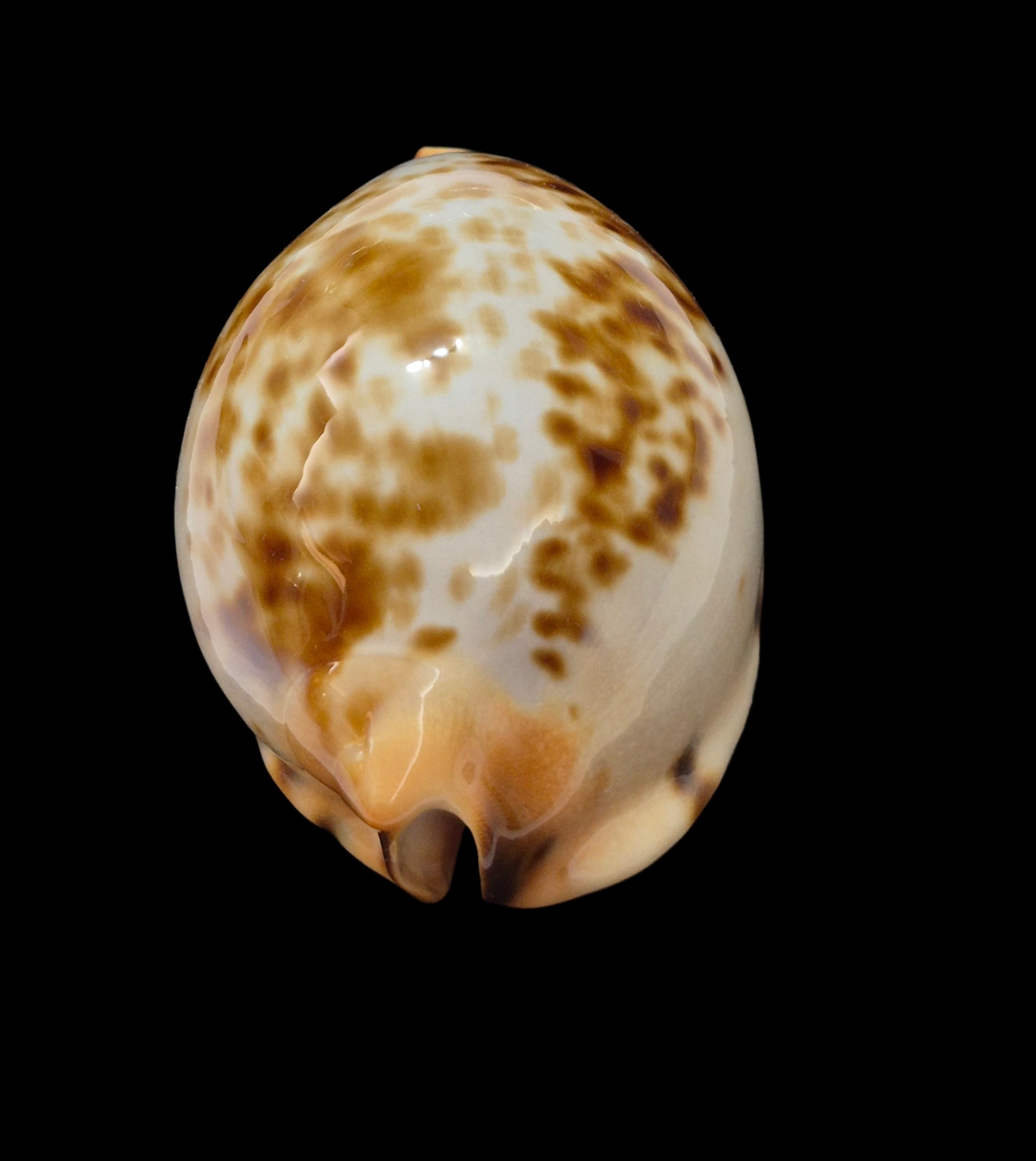 BC489 Zoila jeaniana "specie" - AWESOME COLORS - Image 5