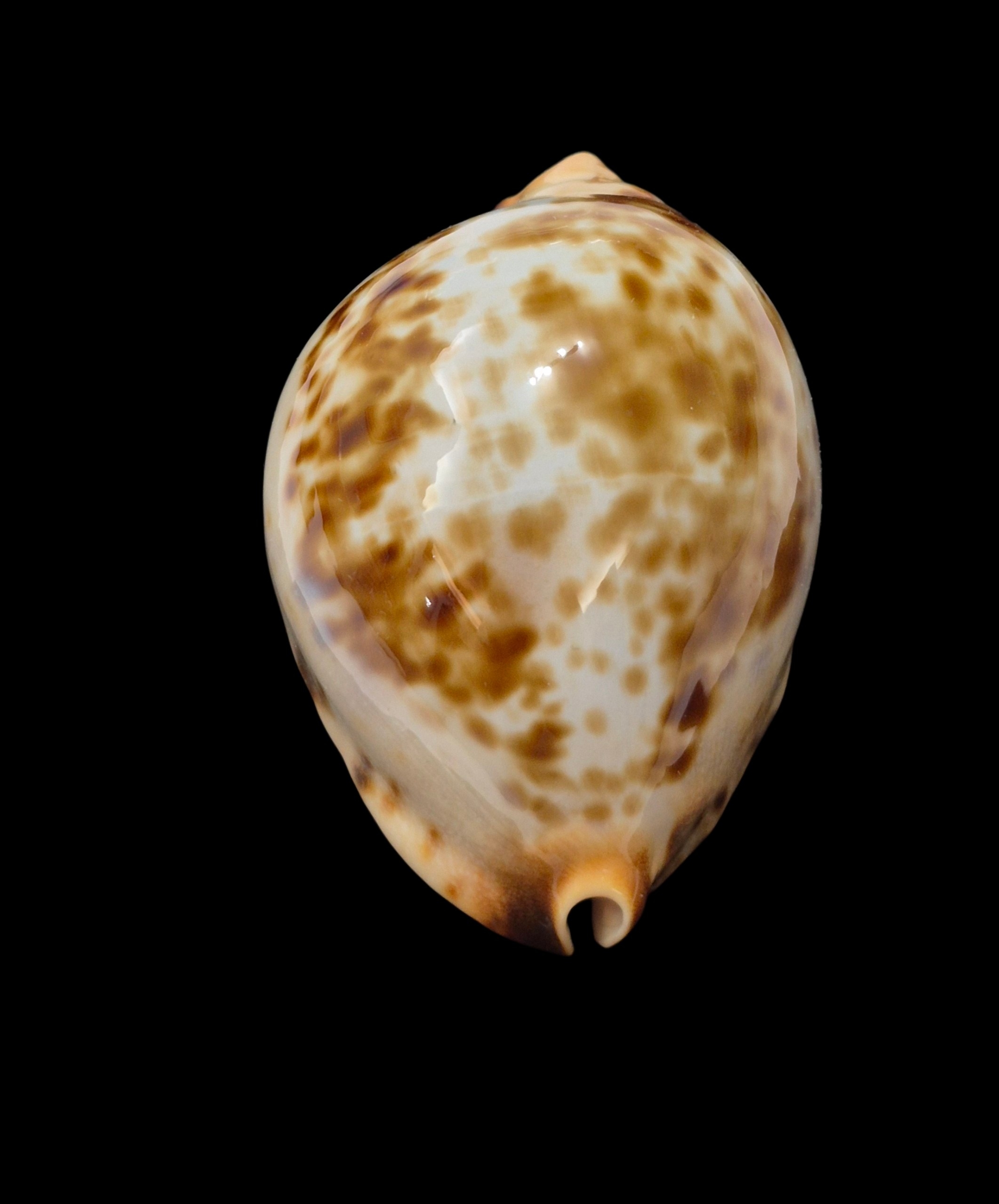 BC489 Zoila jeaniana "specie" - AWESOME COLORS - Image 6