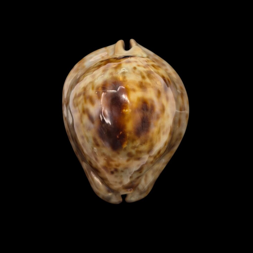 BC492 Trona stercoraria tumulosa