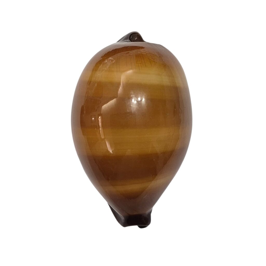BC494 Talparia exusta - GREAT SHAPE