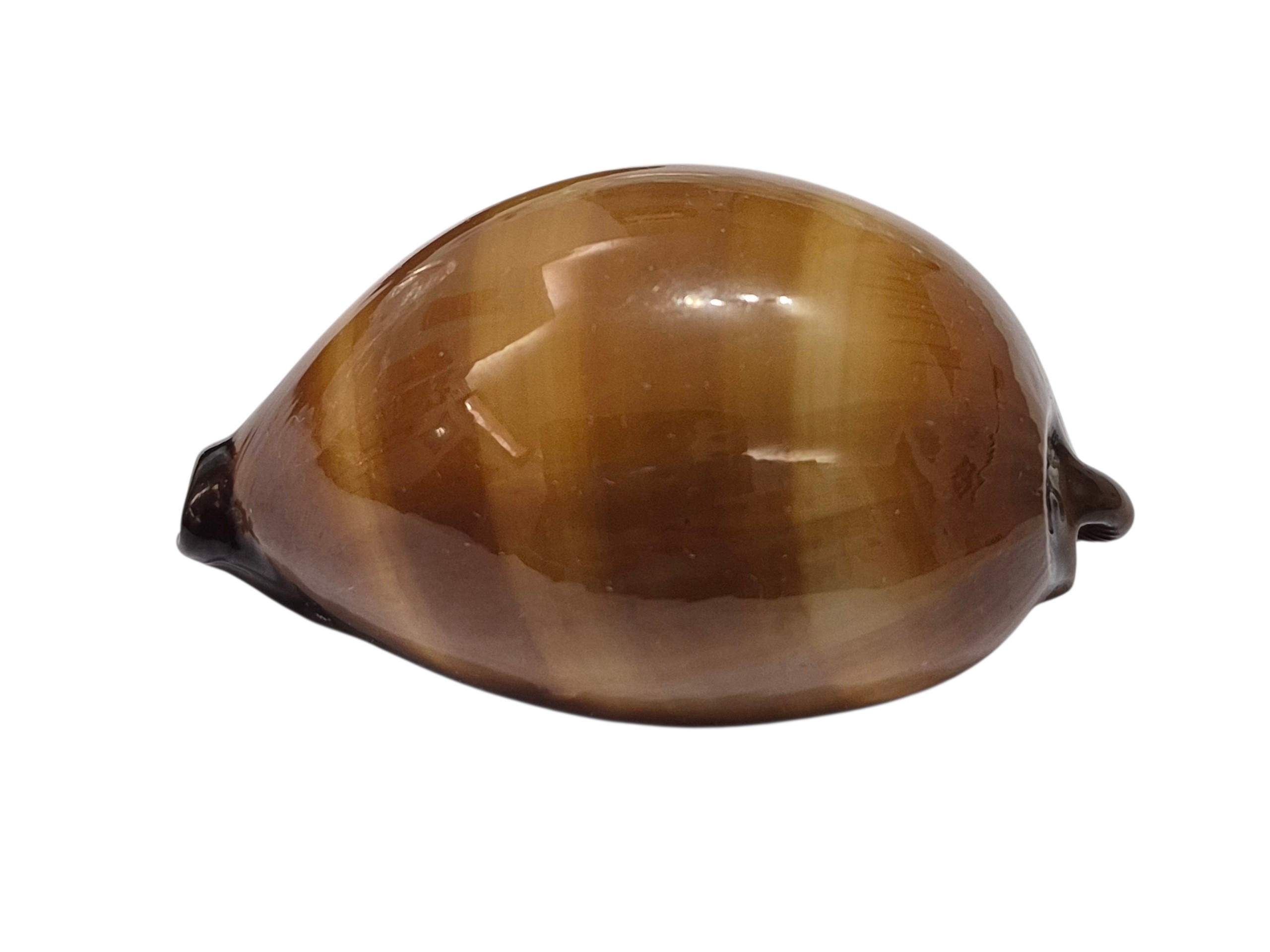 BC494 Talparia exusta - GREAT SHAPE - Image 3