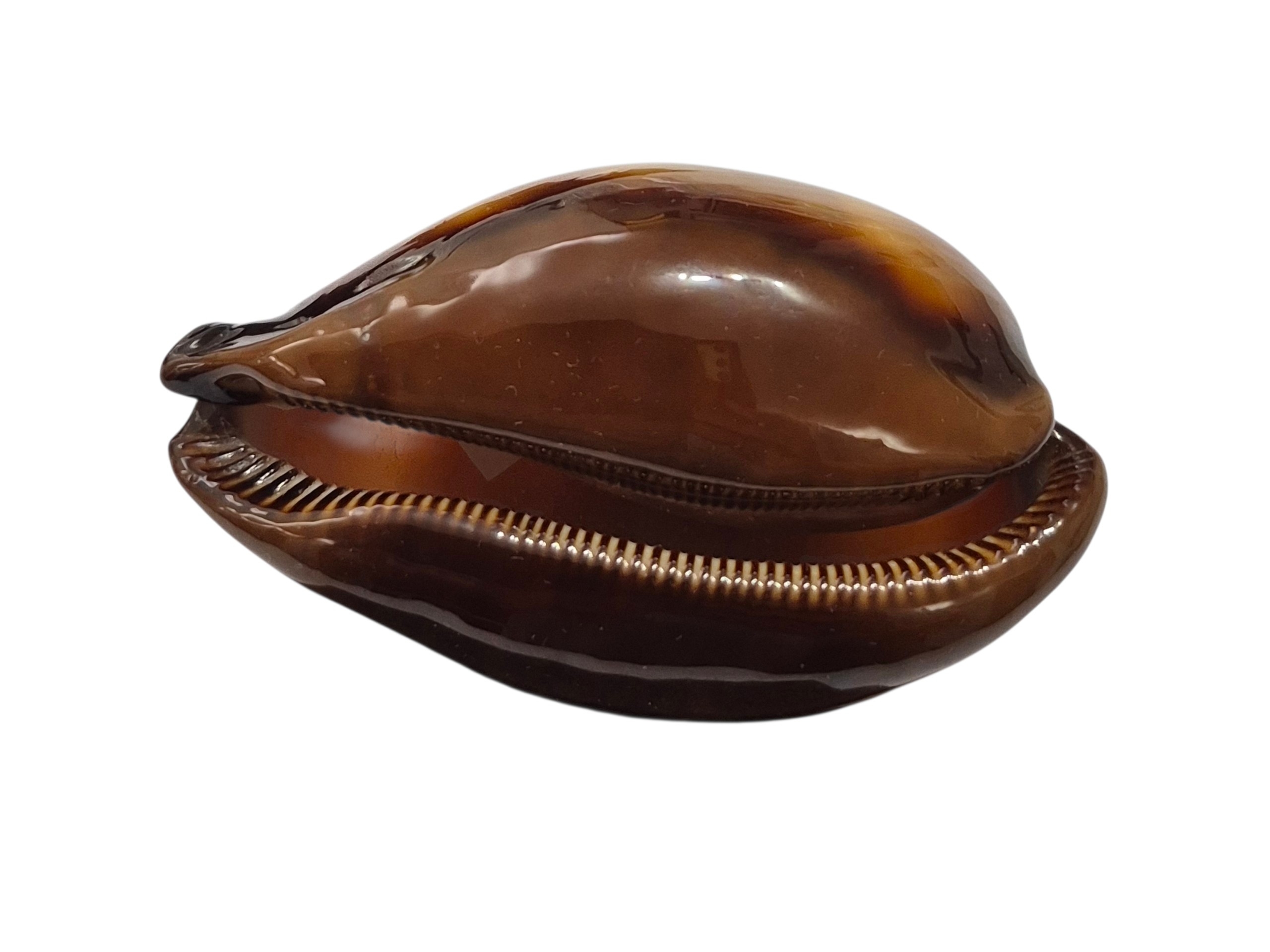 BC494 Talparia exusta - GREAT SHAPE - Image 5