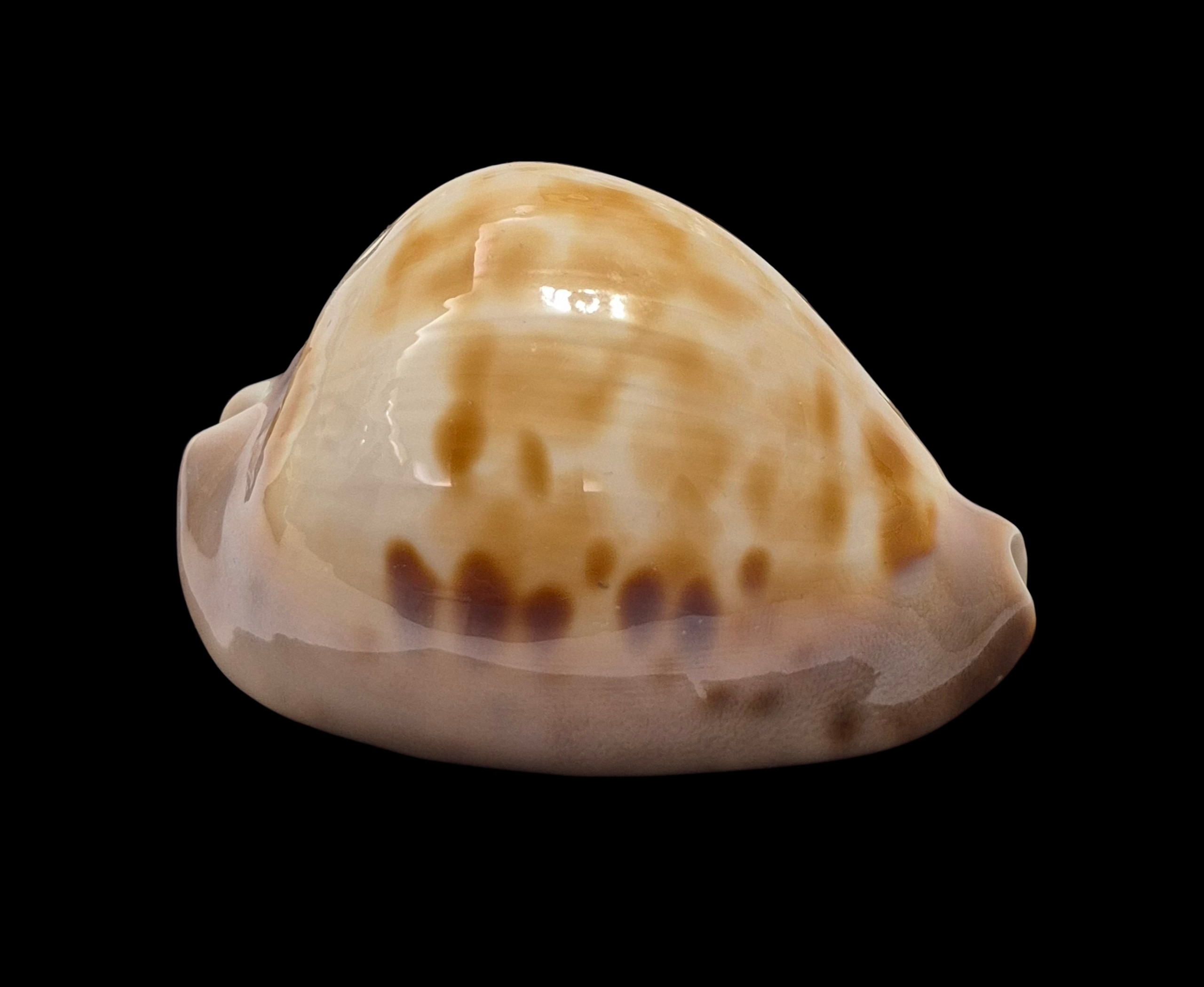 BC495 Zoila venusta roseopunctata - Image 2