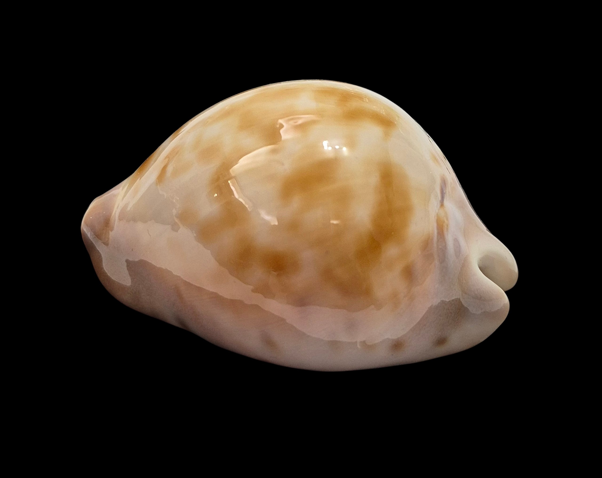 BC495 Zoila venusta roseopunctata - Image 3