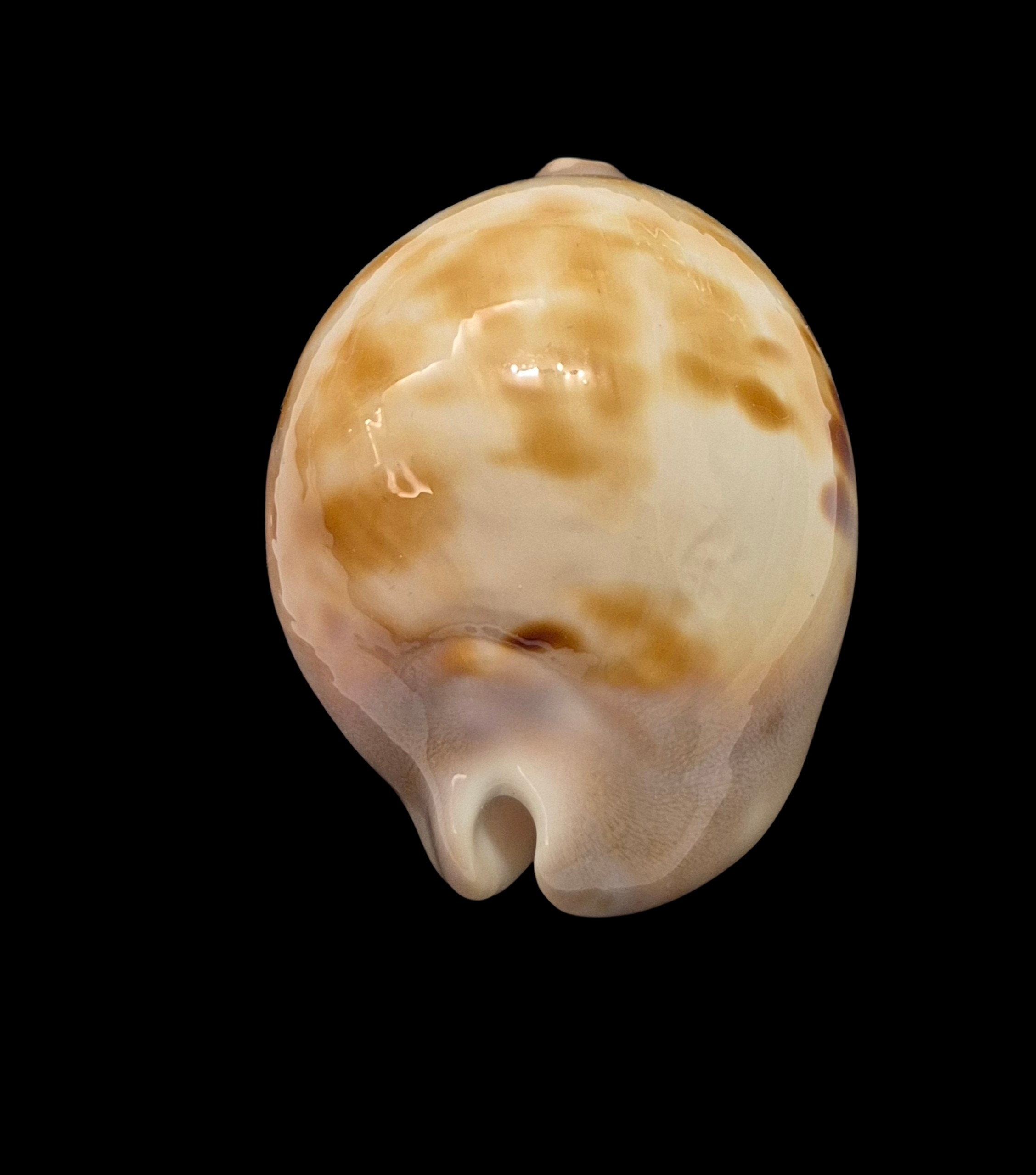 BC495 Zoila venusta roseopunctata - Image 4