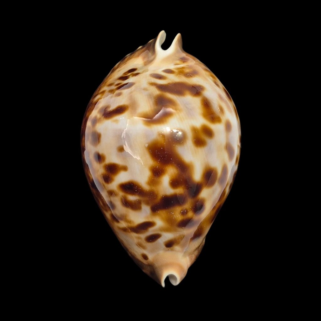BC498 Zoila friendii vercoi
