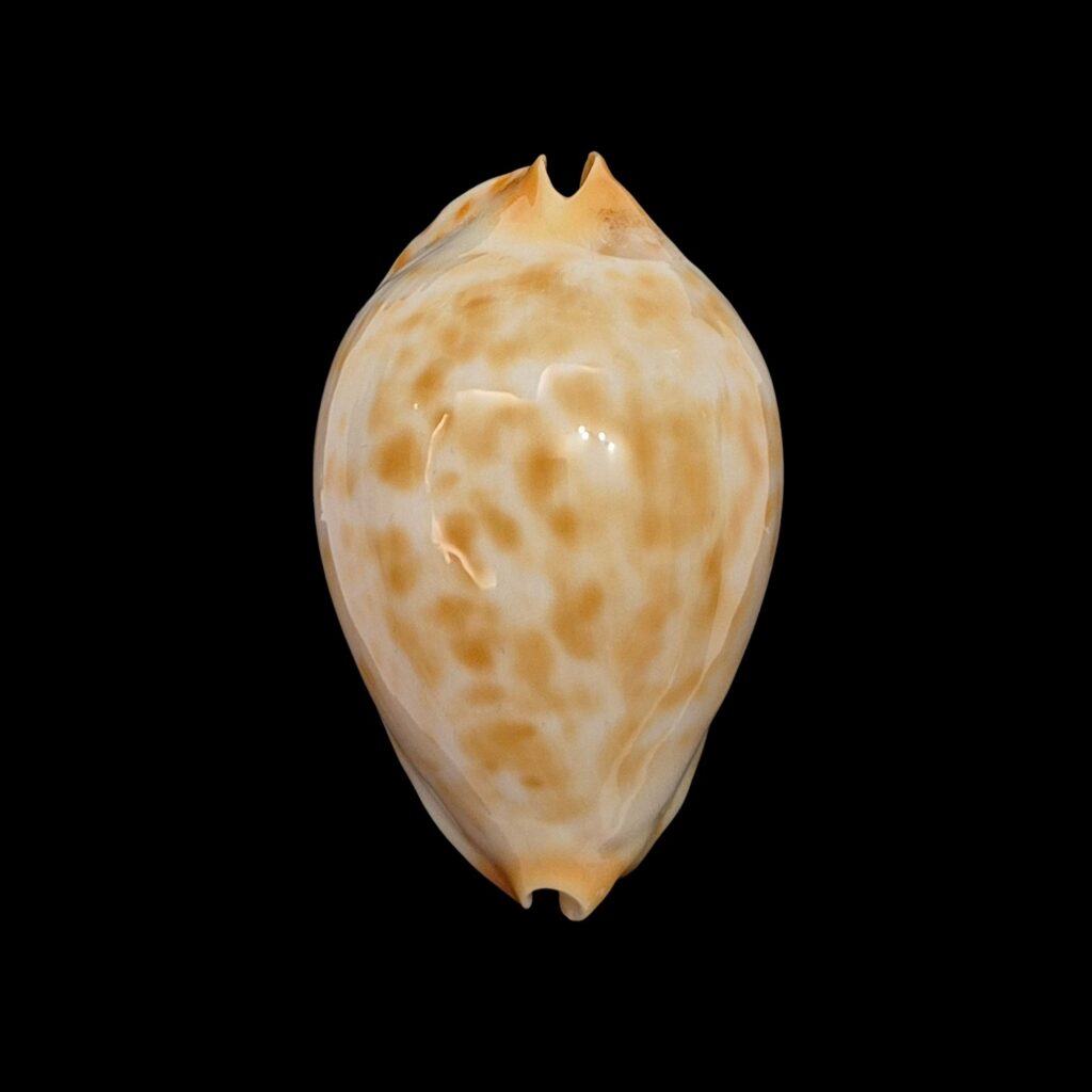 BC500 Zoila jeaniana walkeri f. golden - NEW POPULATION