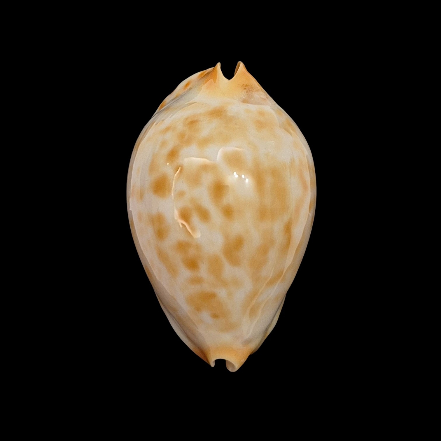 BC500 Zoila jeaniana walkeri f. golden - NEW POPULATION