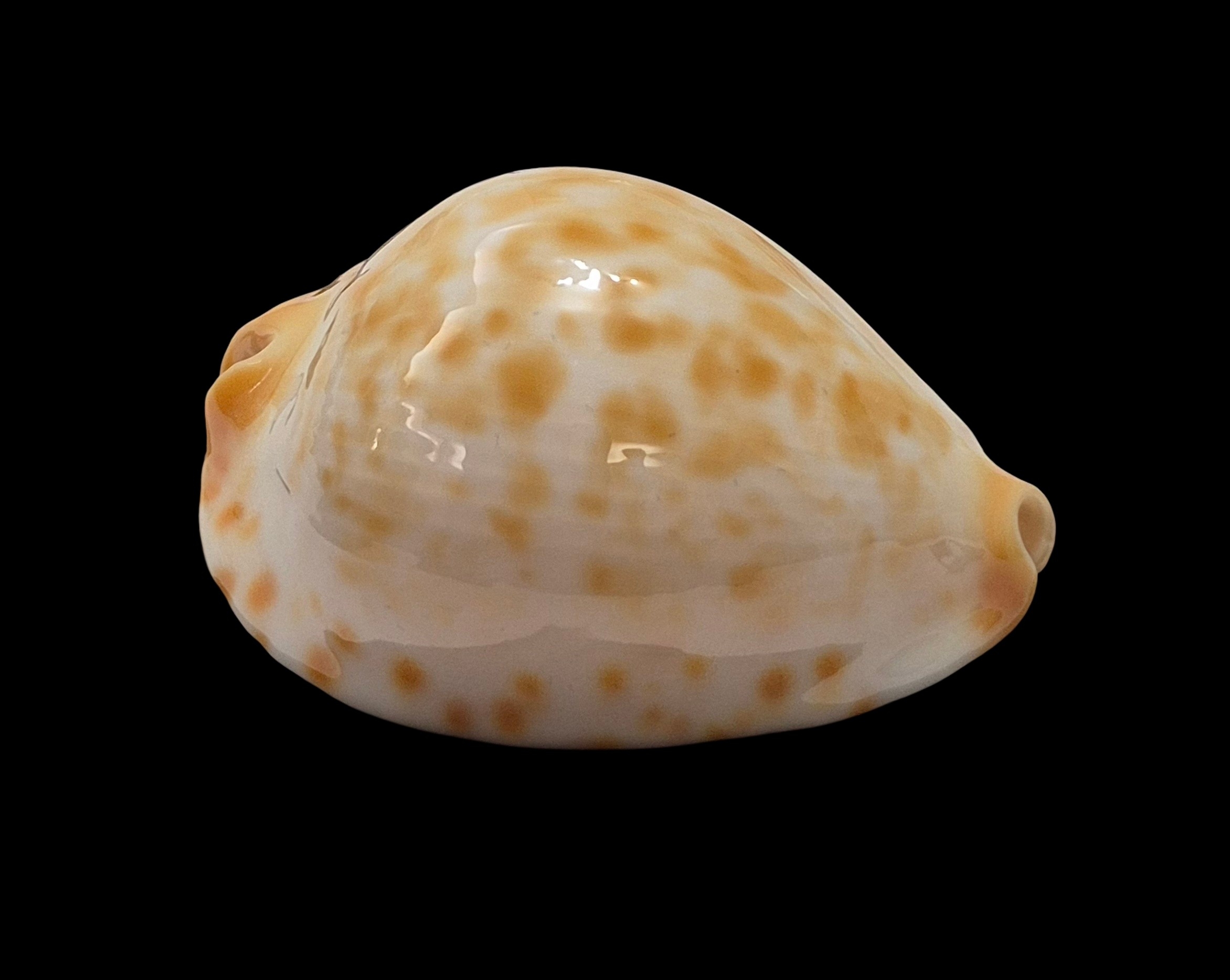BC500 Zoila jeaniana walkeri f. golden - NEW POPULATION - Image 2