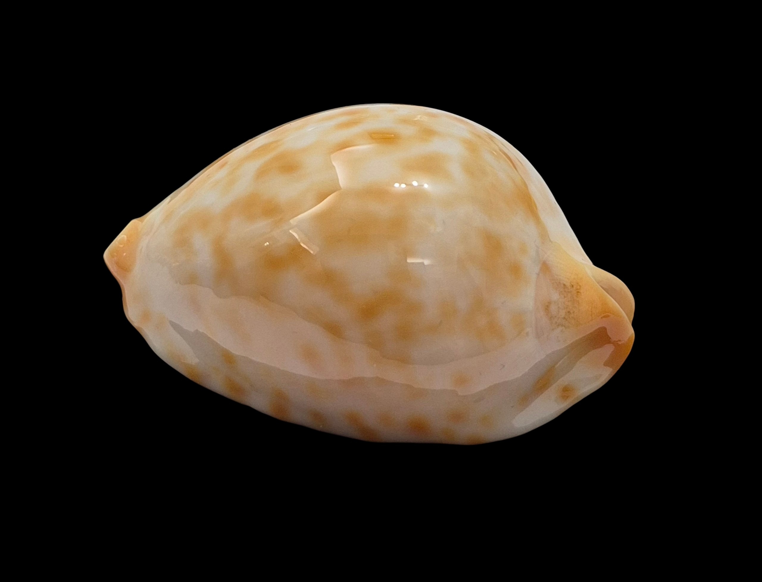 BC500 Zoila jeaniana walkeri f. golden - NEW POPULATION - Image 3
