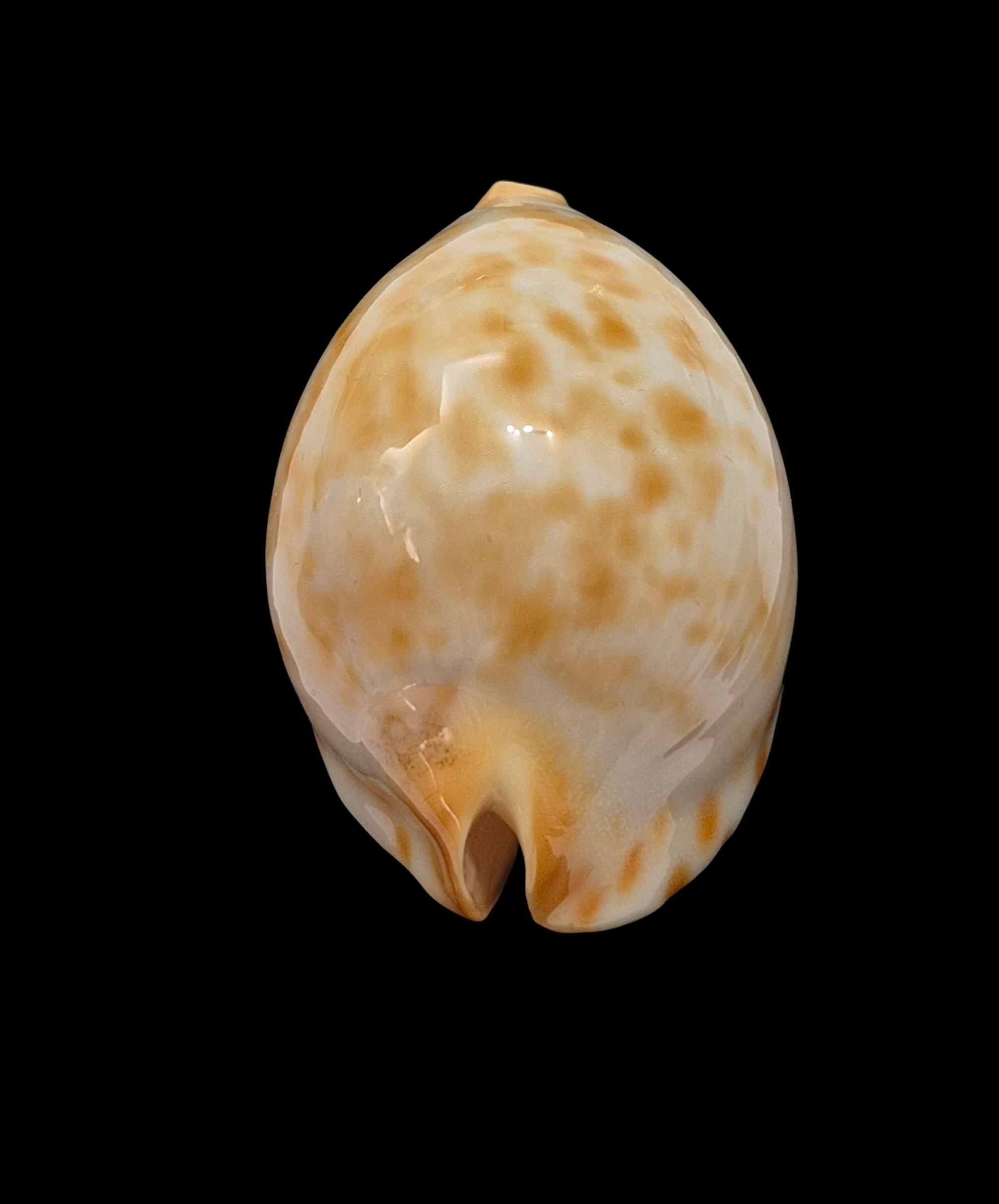 BC500 Zoila jeaniana walkeri f. golden - NEW POPULATION - Image 5