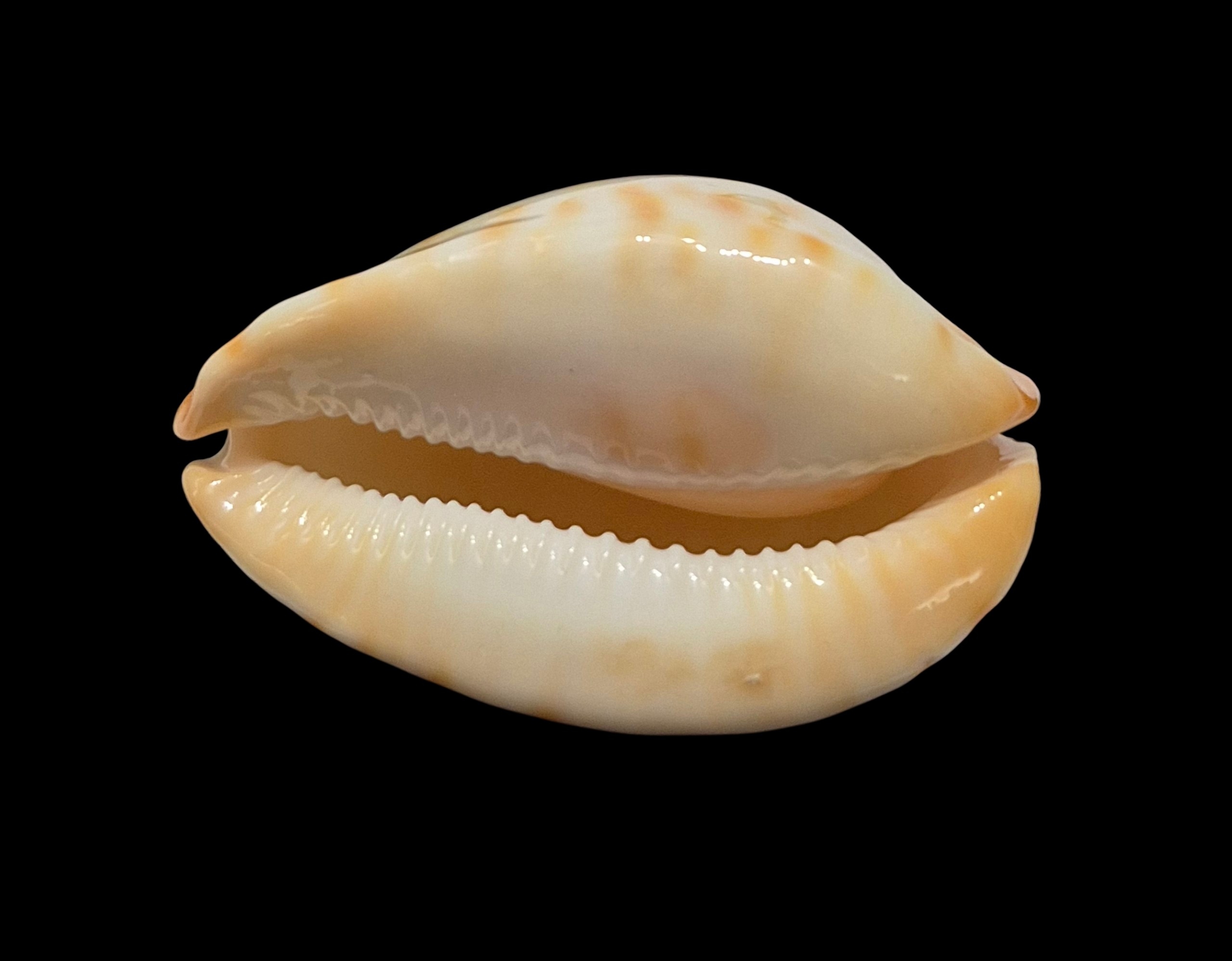 BC500 Zoila jeaniana walkeri f. golden - NEW POPULATION - Image 4
