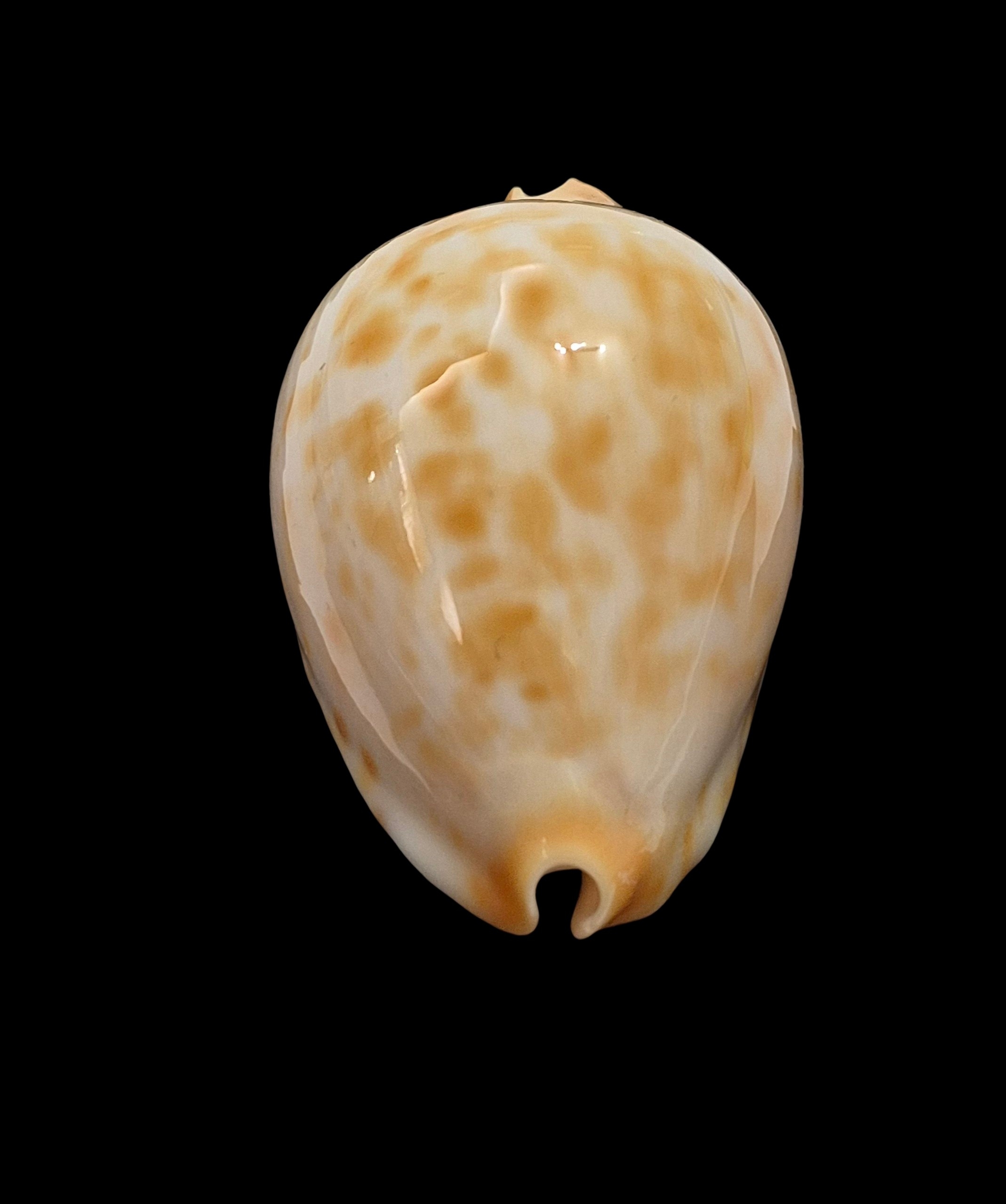 BC500 Zoila jeaniana walkeri f. golden - NEW POPULATION - Image 6