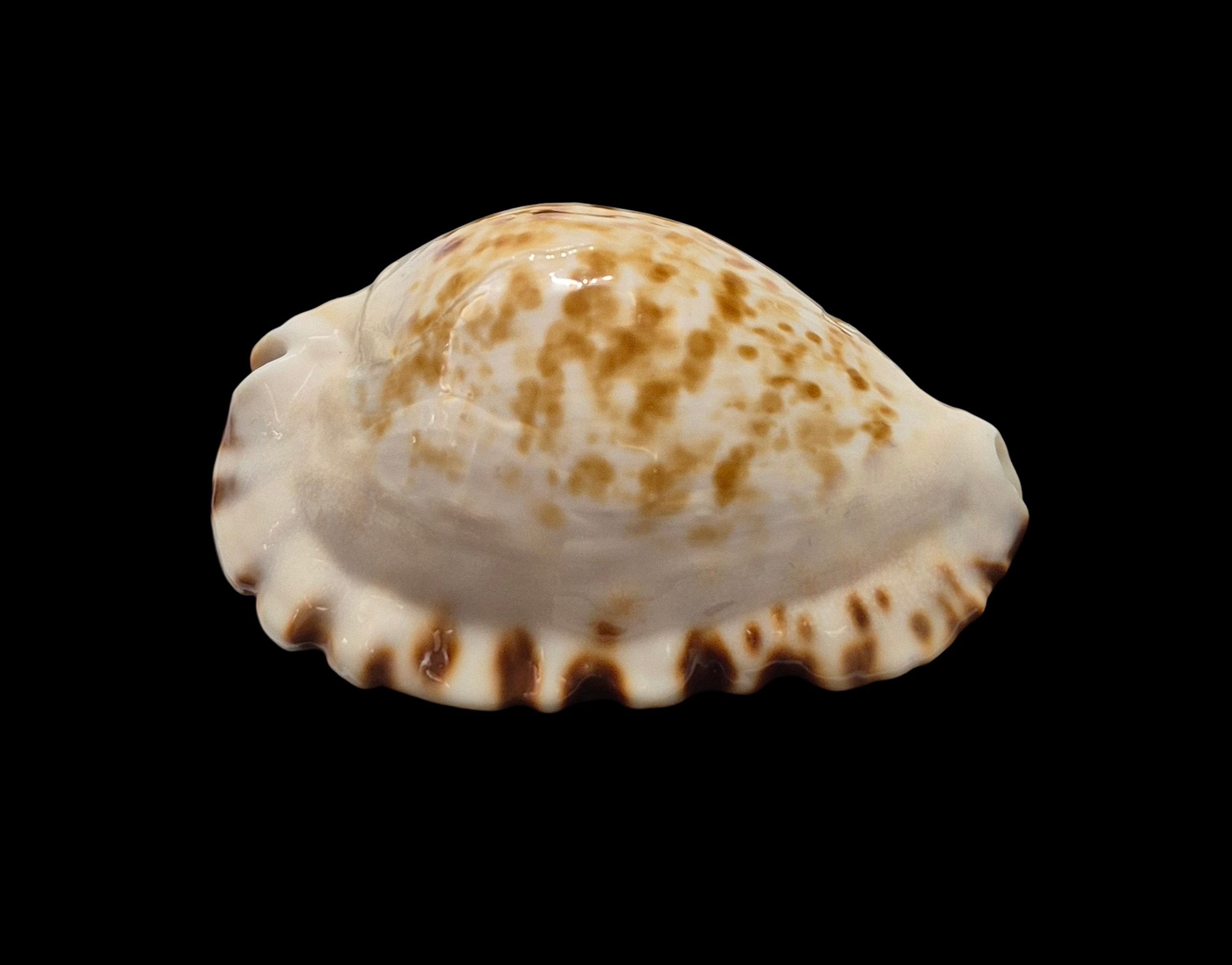 BC503 Zoila ketyana superba - Image 2