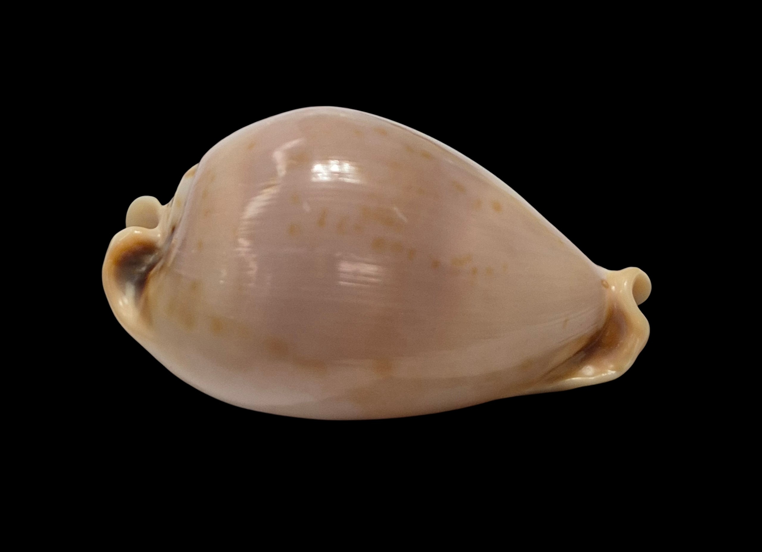 BC507 Nesiocypraea teramachii - BIG SIZE - Image 3