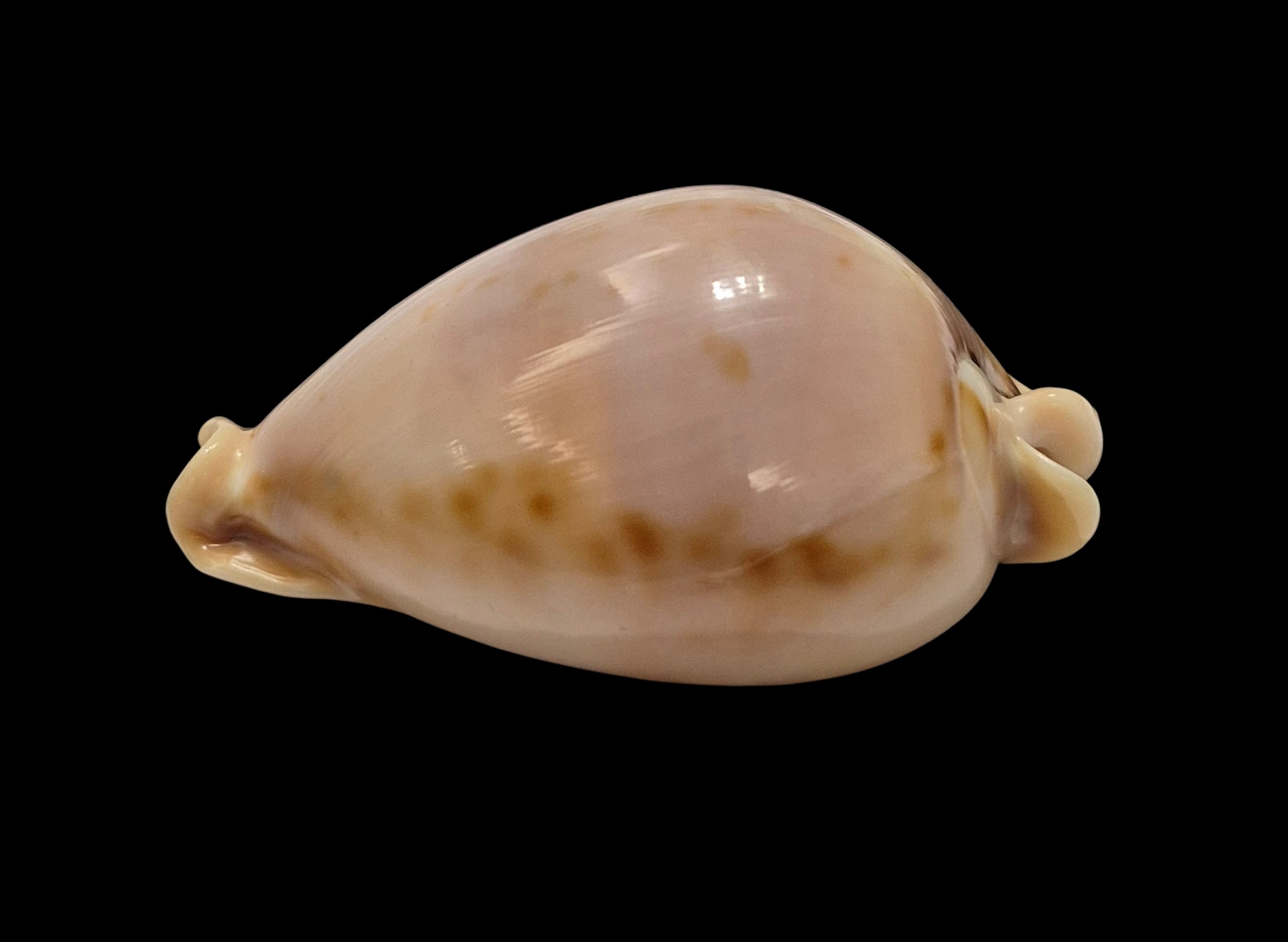 BC507 Nesiocypraea teramachii - BIG SIZE - Image 4