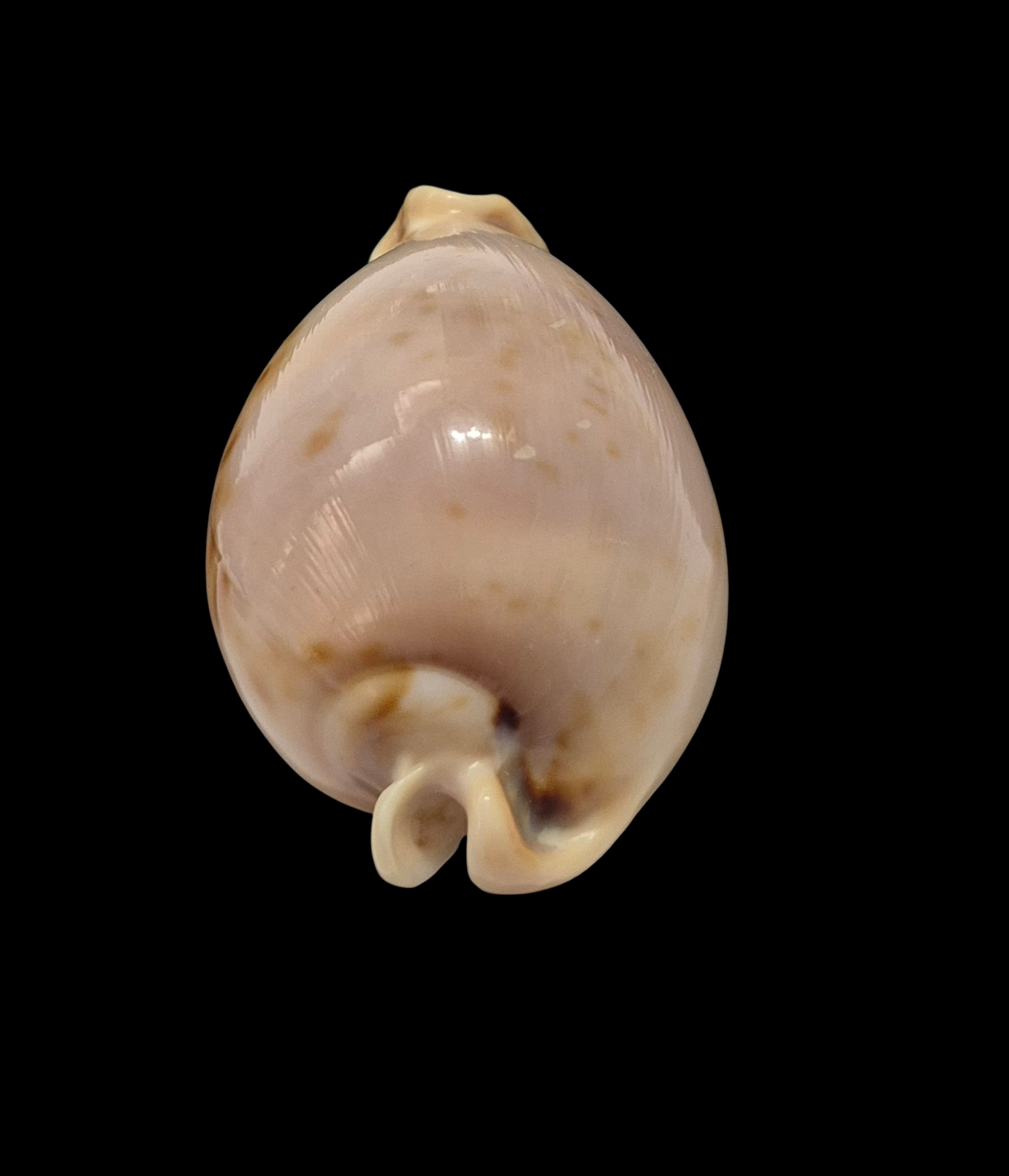 BC507 Nesiocypraea teramachii - BIG SIZE - Image 5