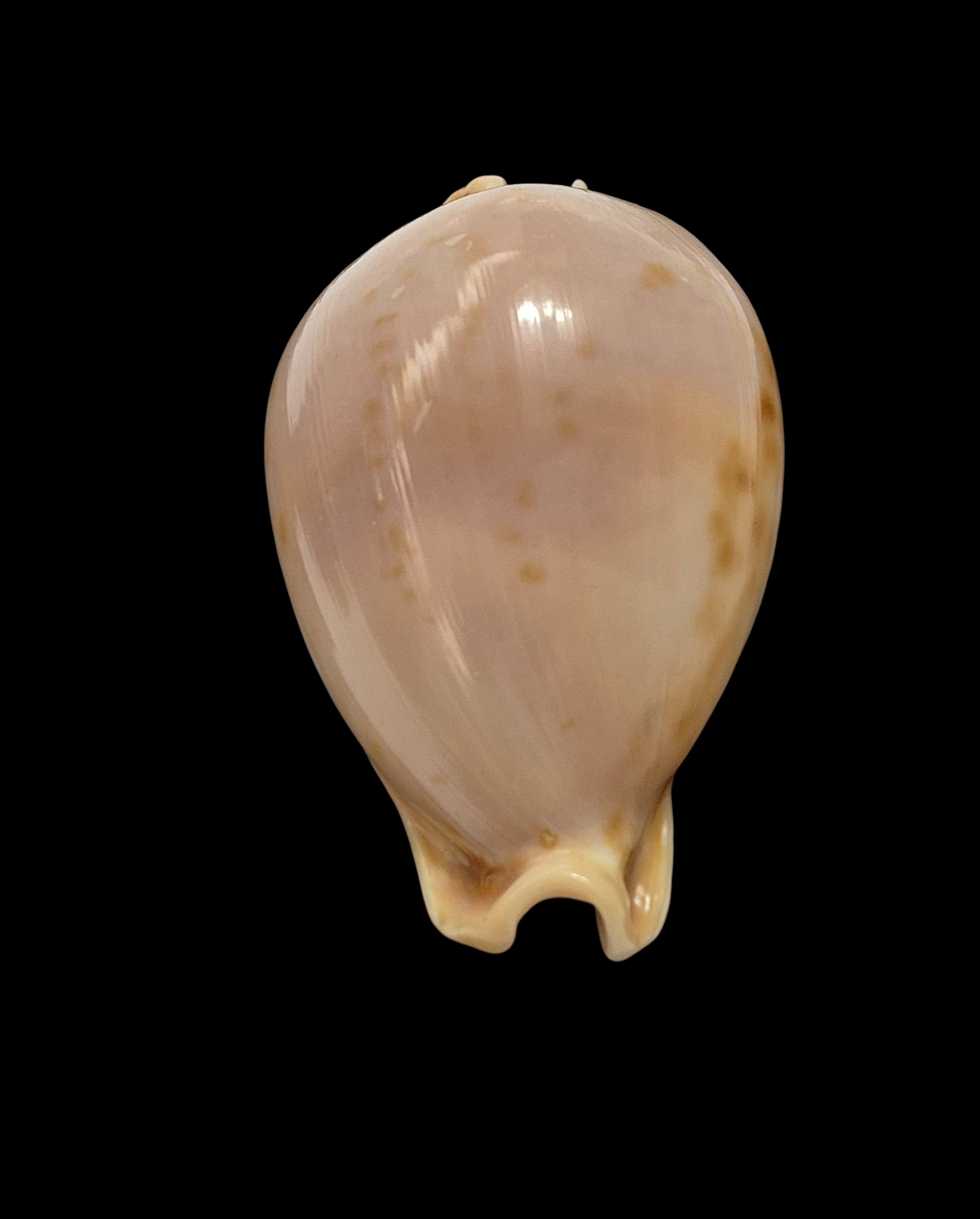 BC507 Nesiocypraea teramachii - BIG SIZE - Image 6
