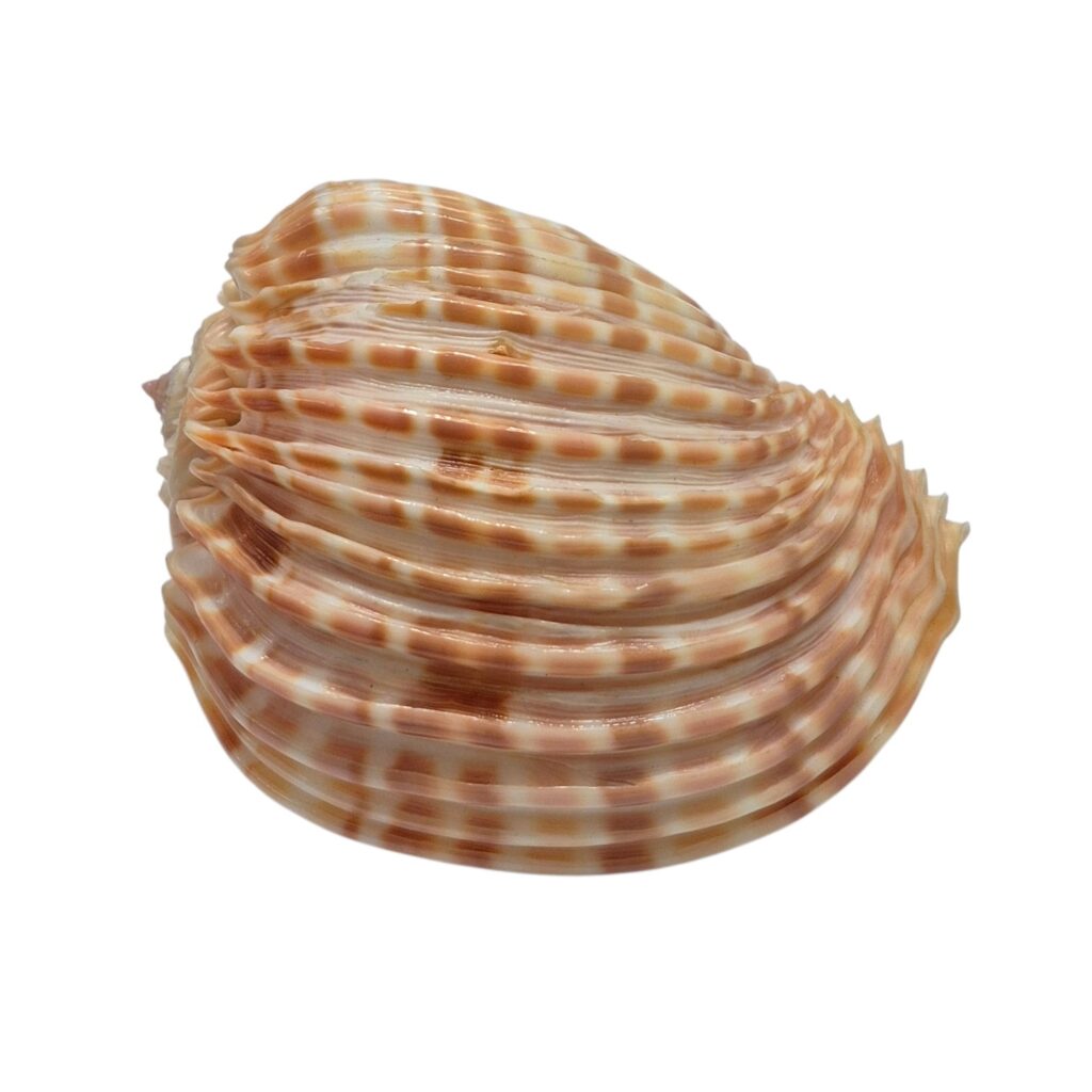 BC501 Harpa costata - A GIANT!