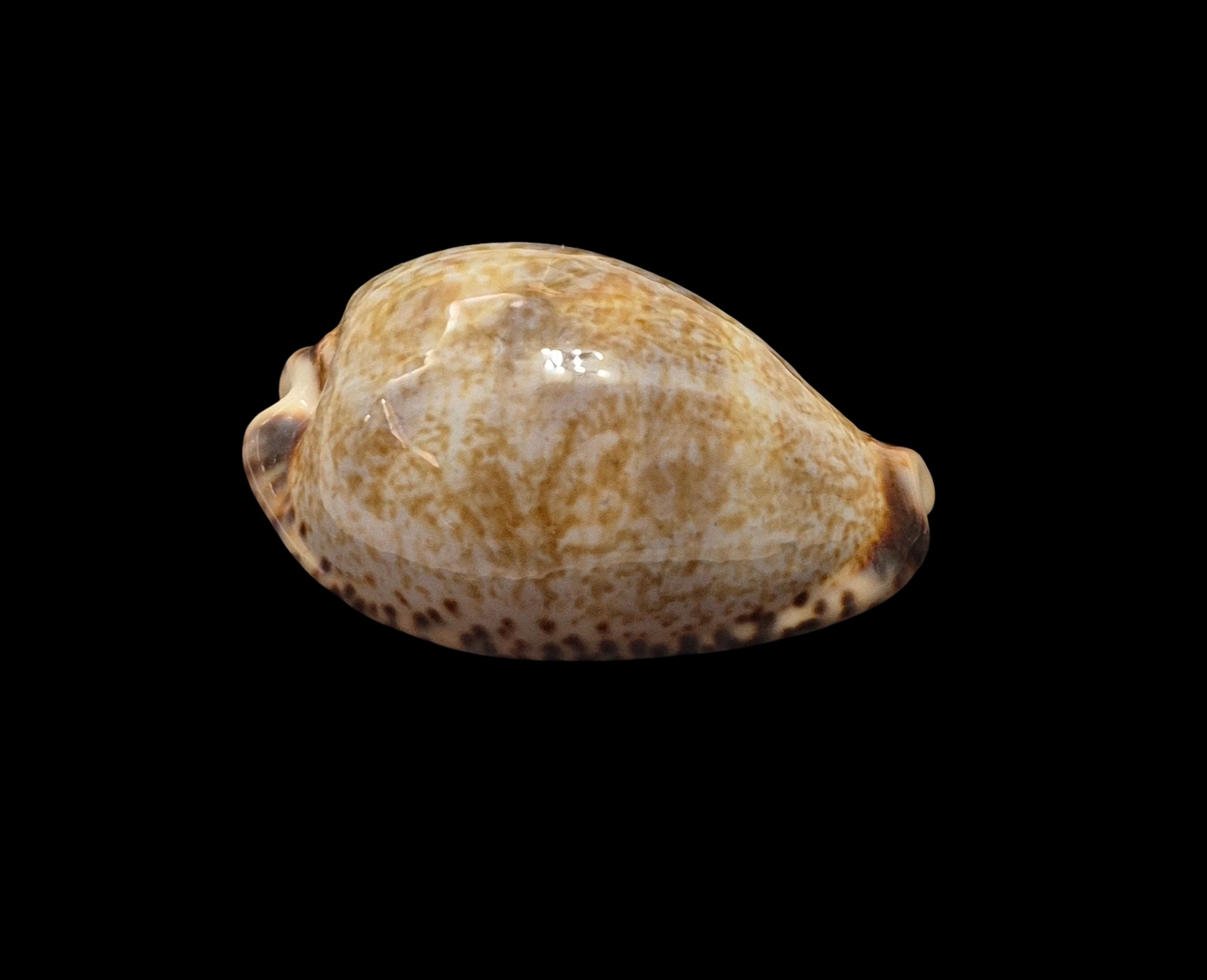 BC512 Pseudozonaria nigropunctata - BIG SIZE - Image 2