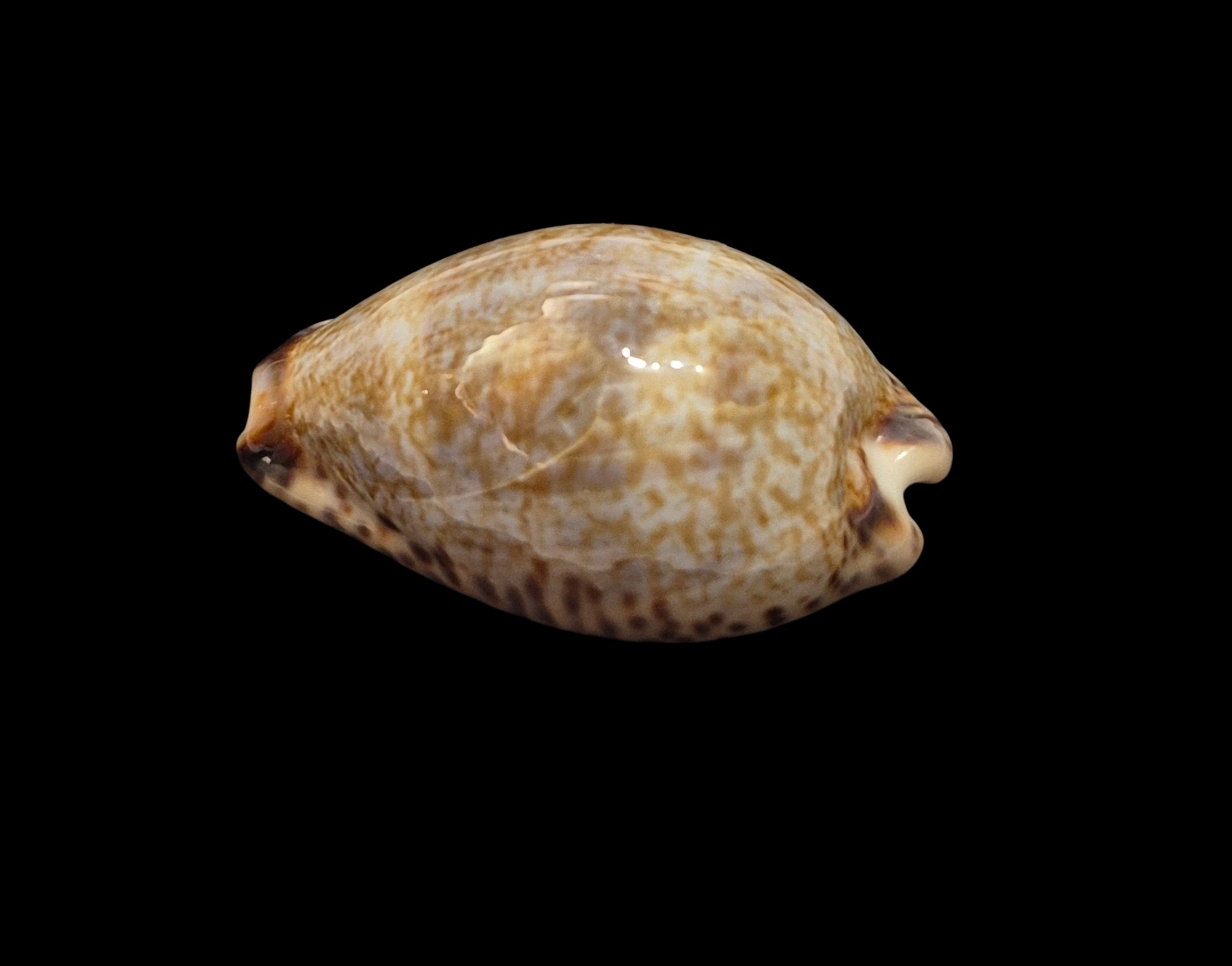 BC512 Pseudozonaria nigropunctata - BIG SIZE - Image 3