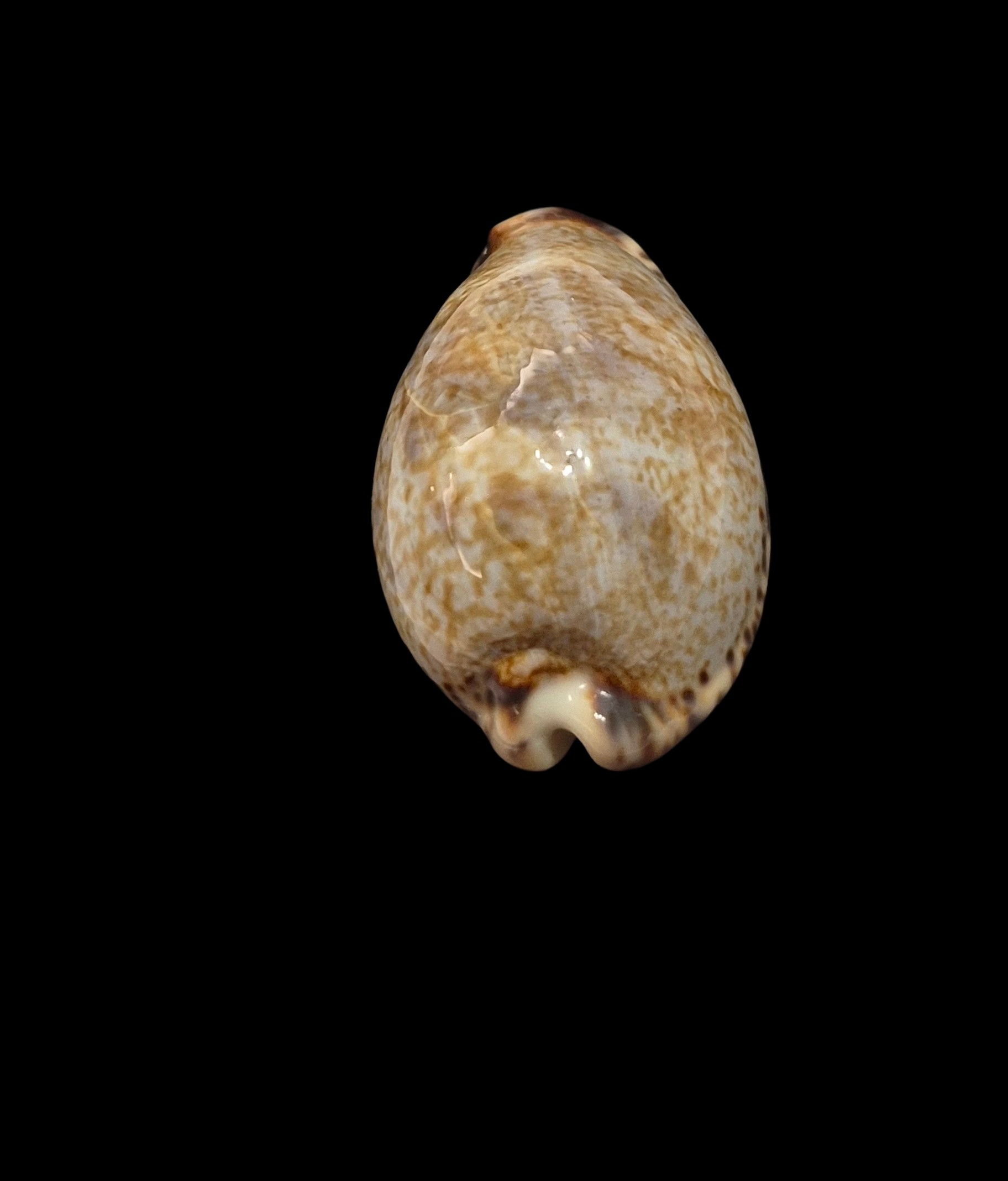 BC512 Pseudozonaria nigropunctata - BIG SIZE - Image 4