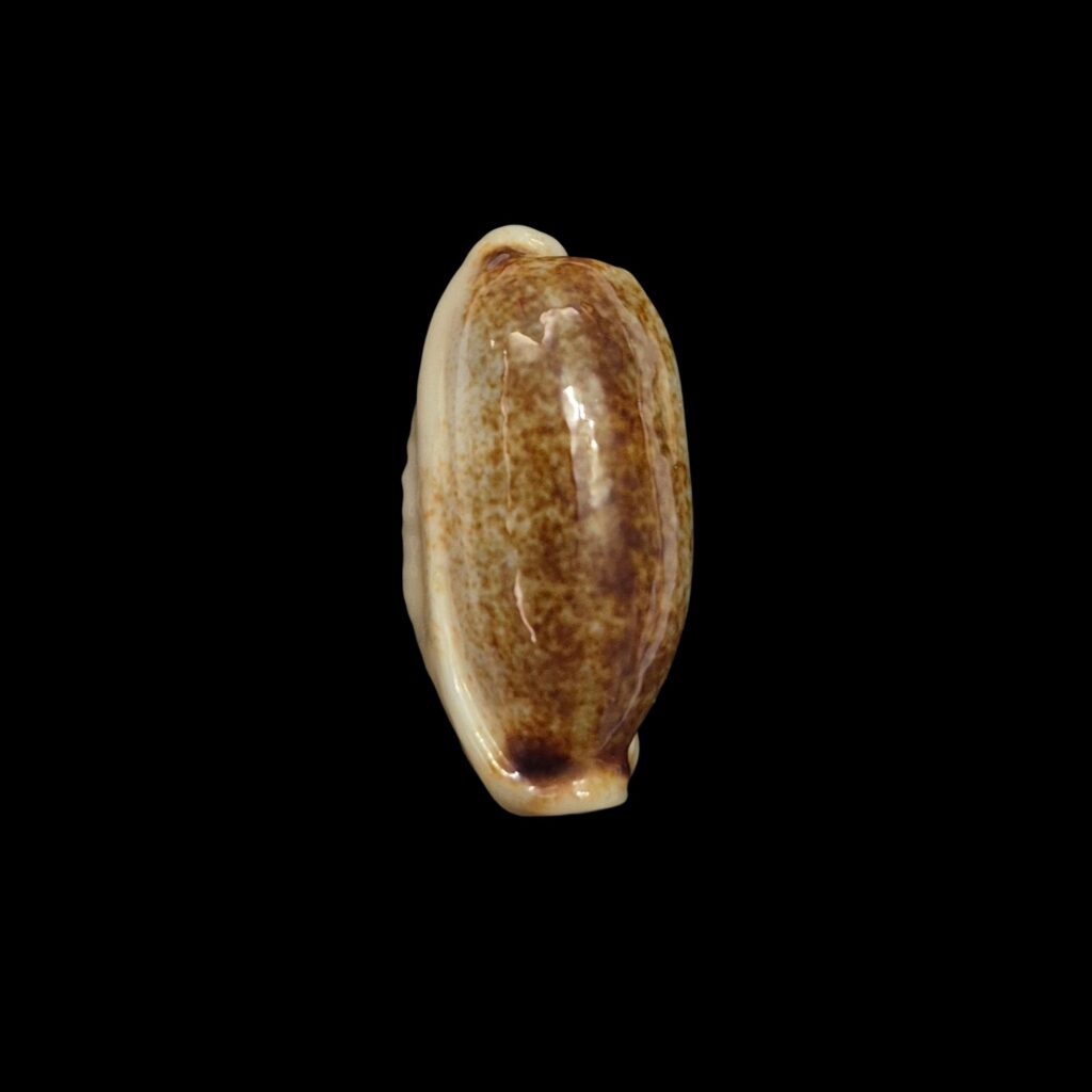 BC514 Erronea cylindrica lenella - N.R.