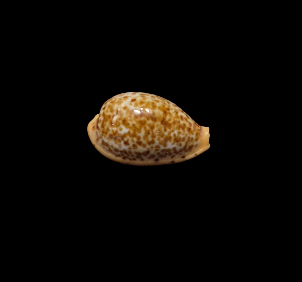 BC519 Palmadusta humphreysii - N. R.