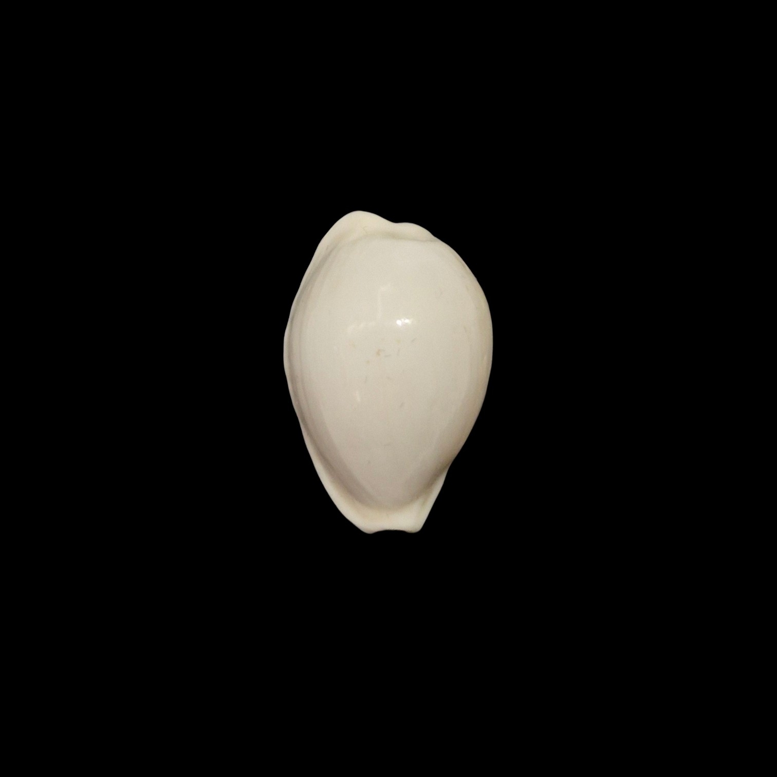BC523 Cribrarula pelliserpentis - UNIQUE ALBINO FORM