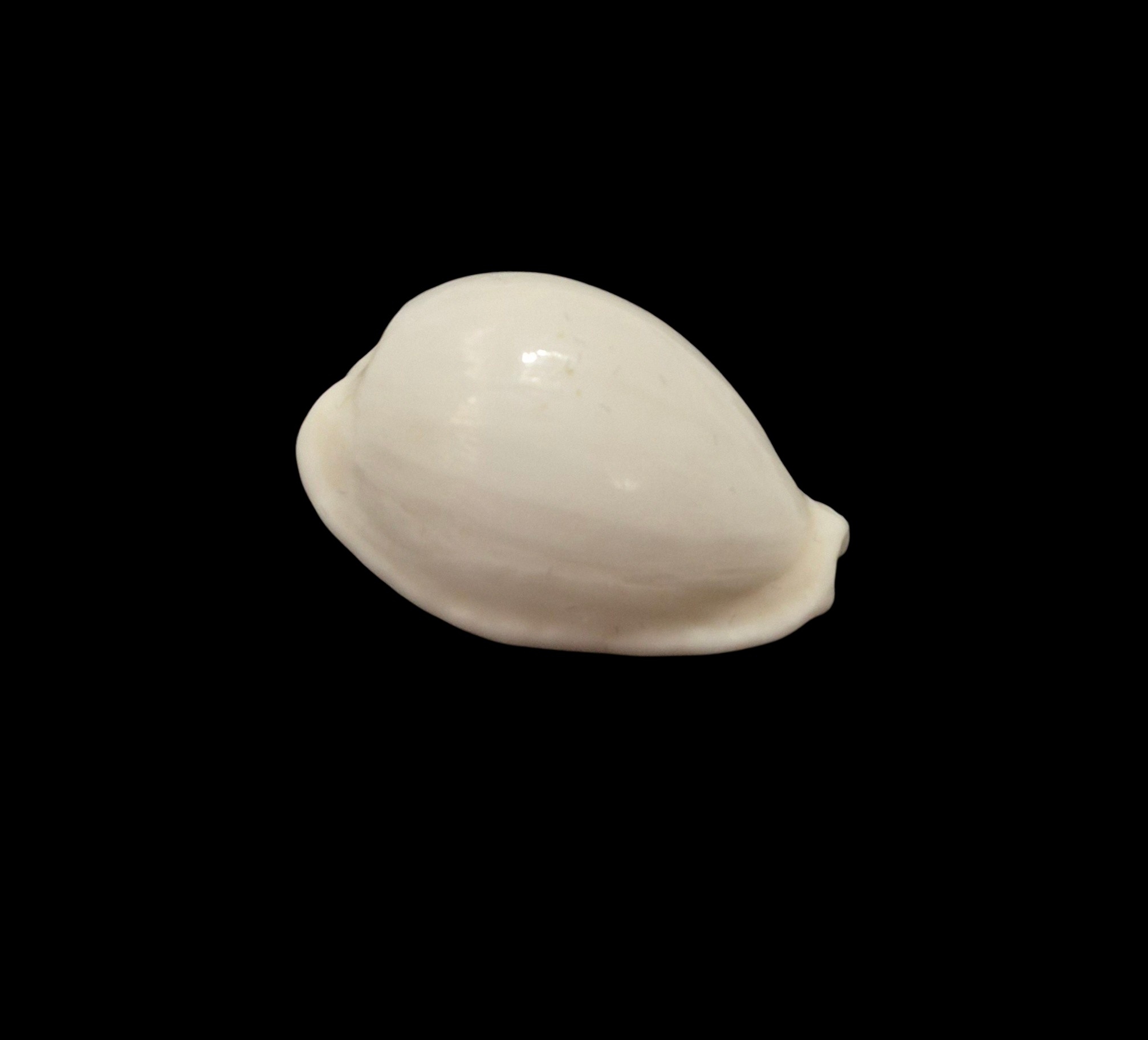 BC523 Cribrarula pelliserpentis - UNIQUE ALBINO FORM - Image 2