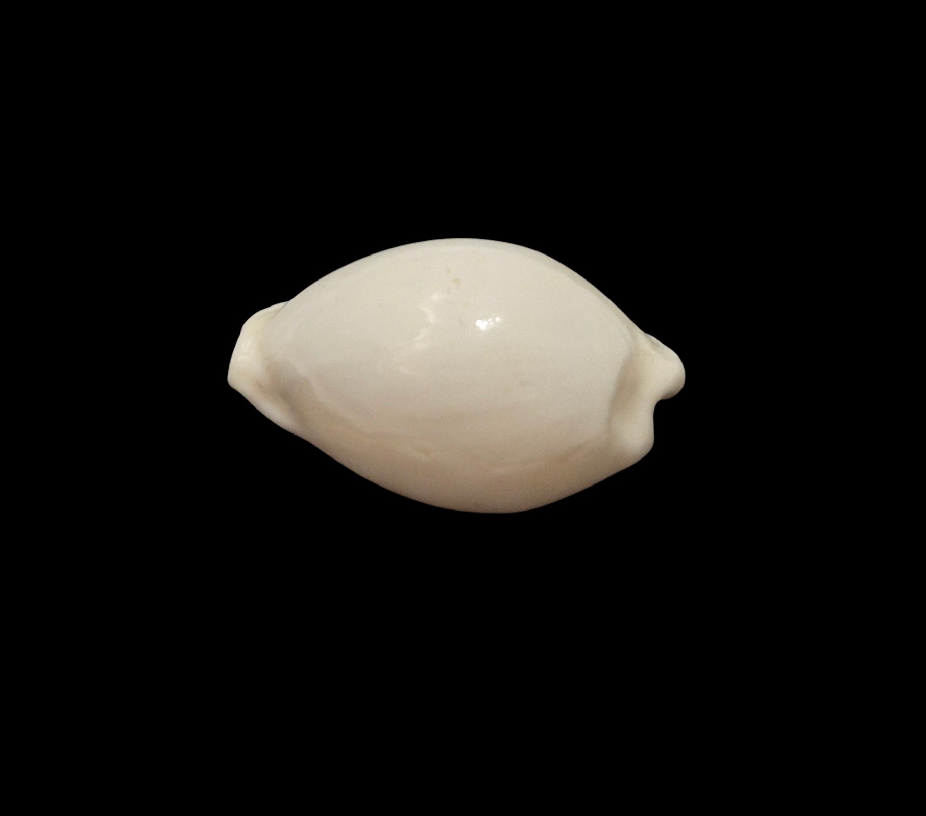 BC523 Cribrarula pelliserpentis - UNIQUE ALBINO FORM - Image 3