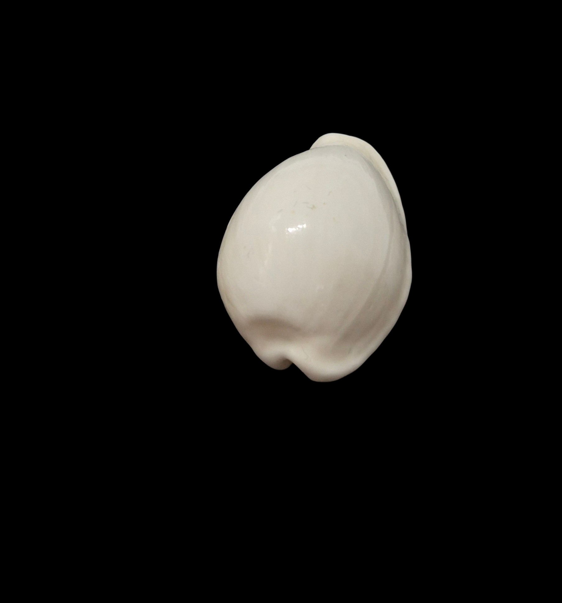 BC523 Cribrarula pelliserpentis - UNIQUE ALBINO FORM - Image 4