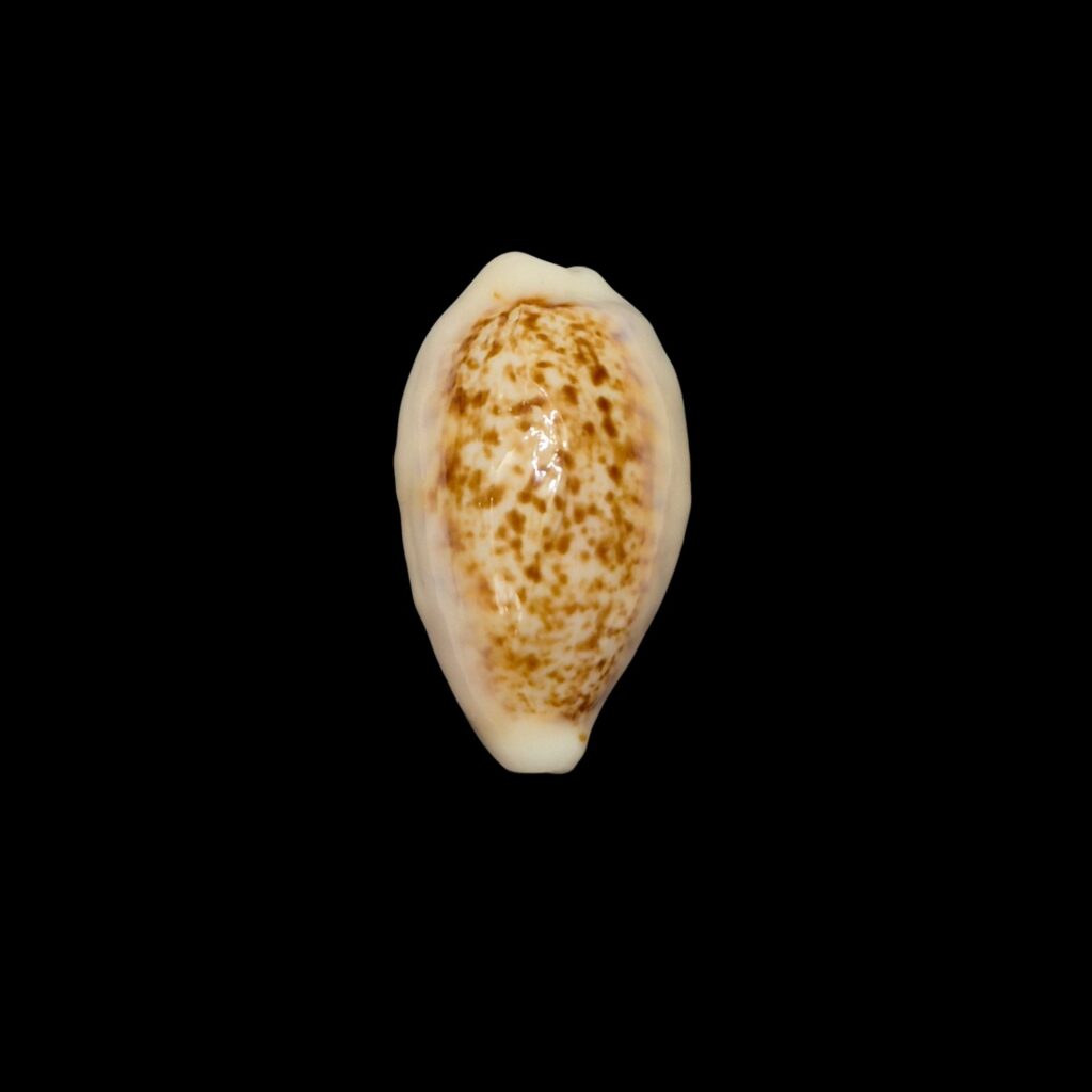 BC524 Eclogavena coxeni - BIG SIZE