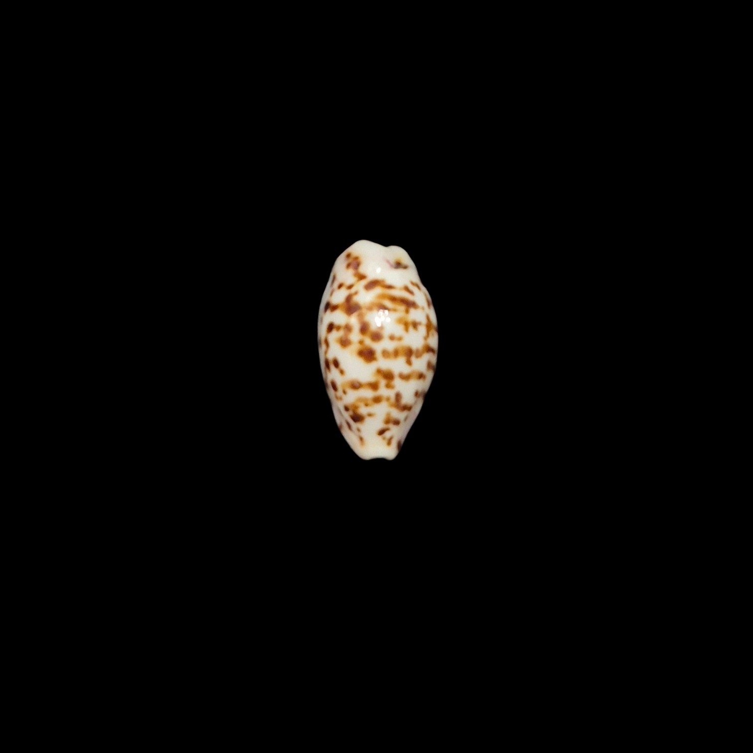 BC531 Ransoniella punctata - N.R.
