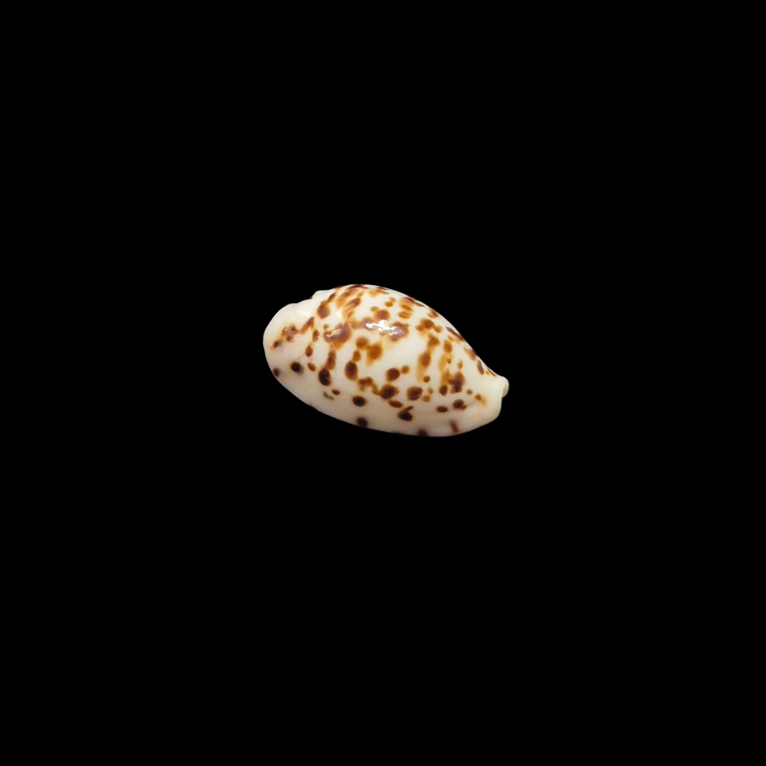 BC531 Ransoniella punctata - N.R. - Image 2