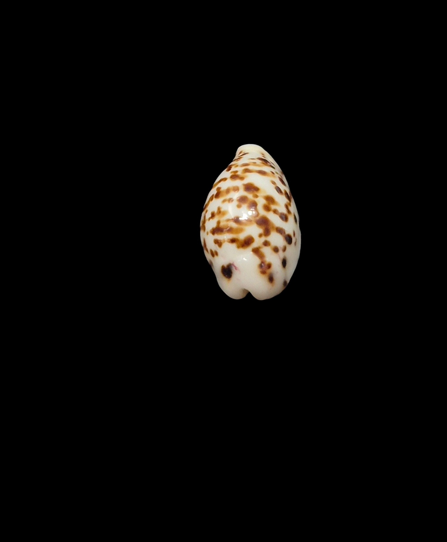 BC531 Ransoniella punctata - N.R. - Image 4