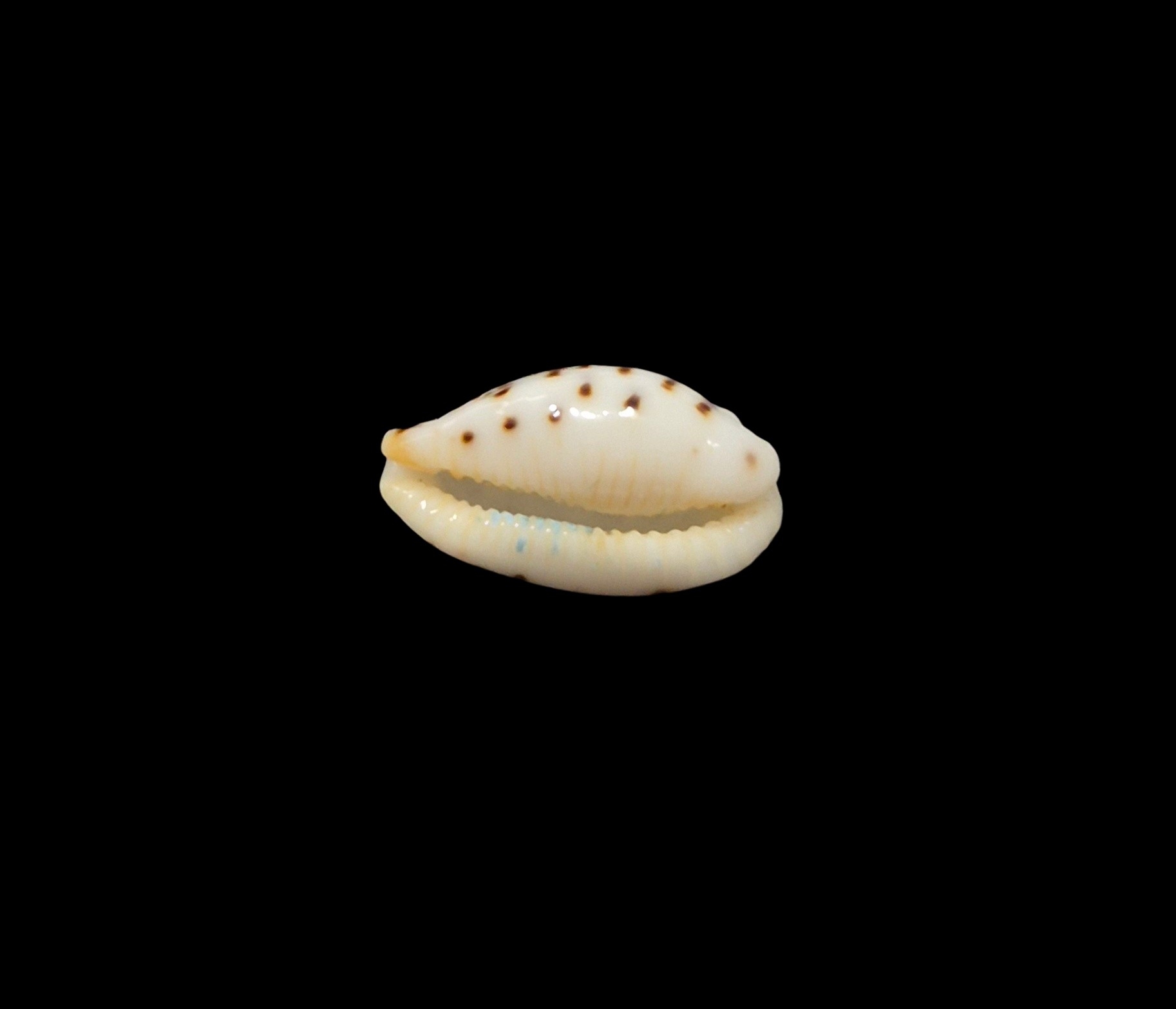 BC531 Ransoniella punctata - N.R. - Image 5