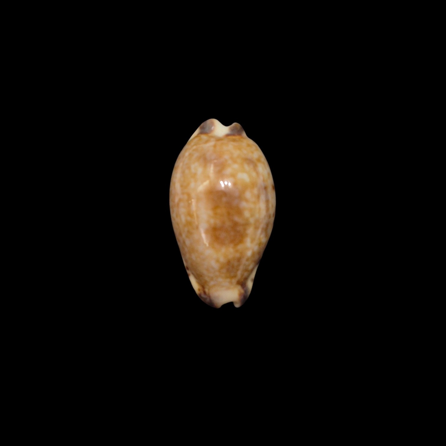 BC530 Pseudozonaria nigropunctata - DWARF FORM