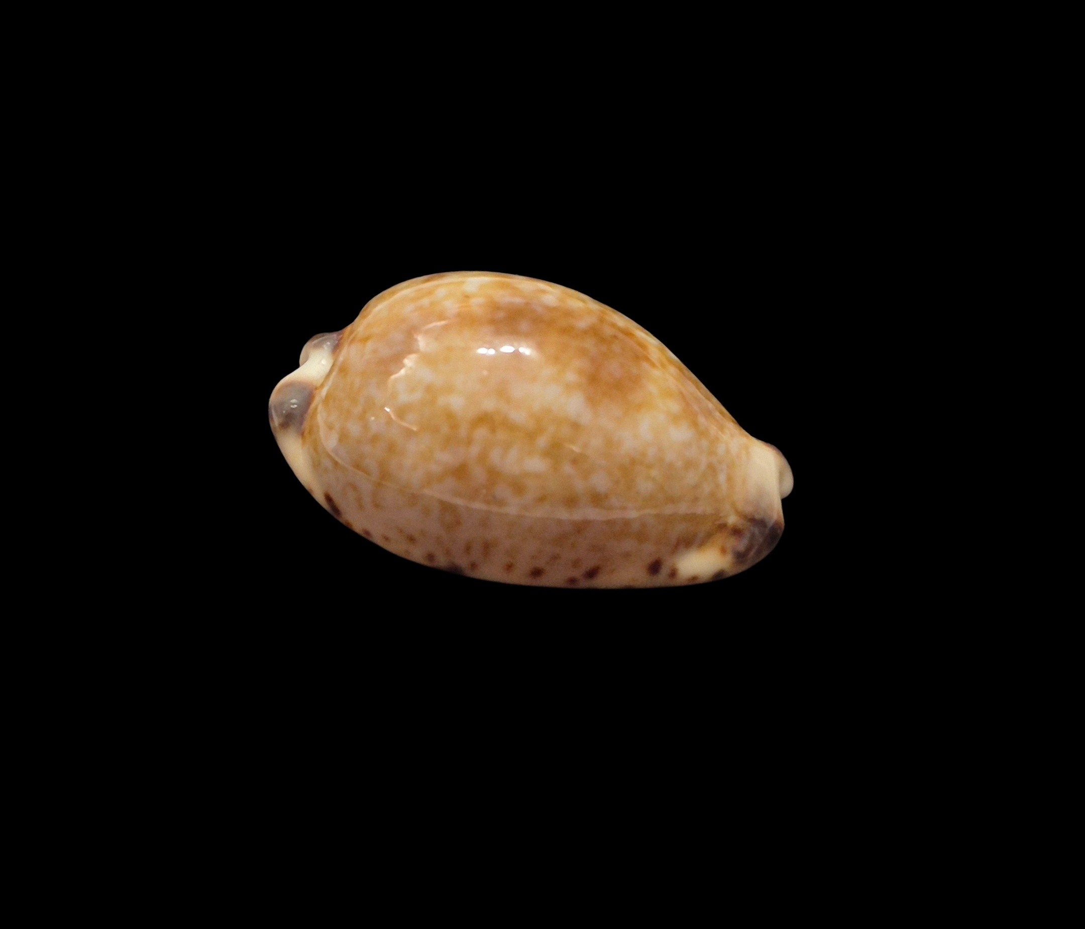 BC530 Pseudozonaria nigropunctata - DWARF FORM - Image 3