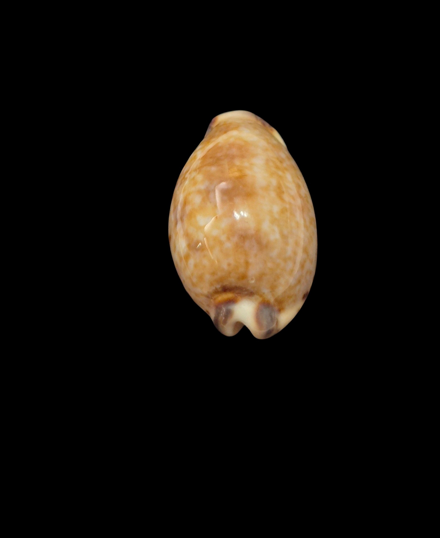 BC530 Pseudozonaria nigropunctata - DWARF FORM - Image 5
