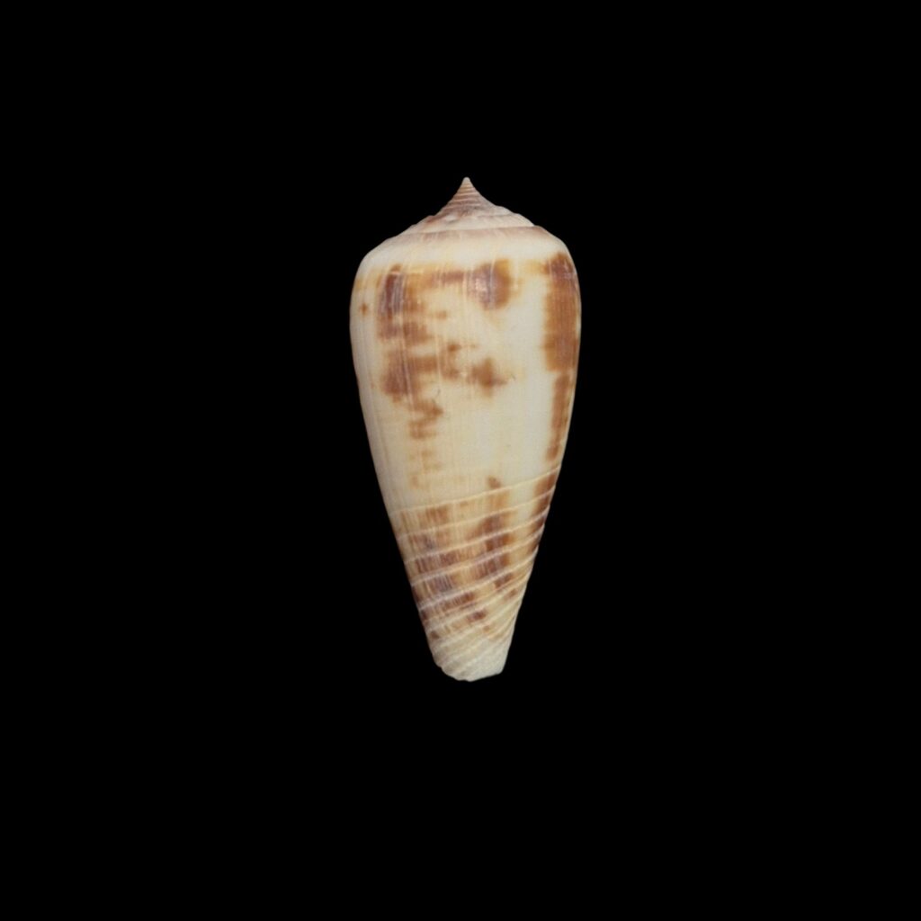 BC516 Conus rokokorum - SELDOM OFFERED